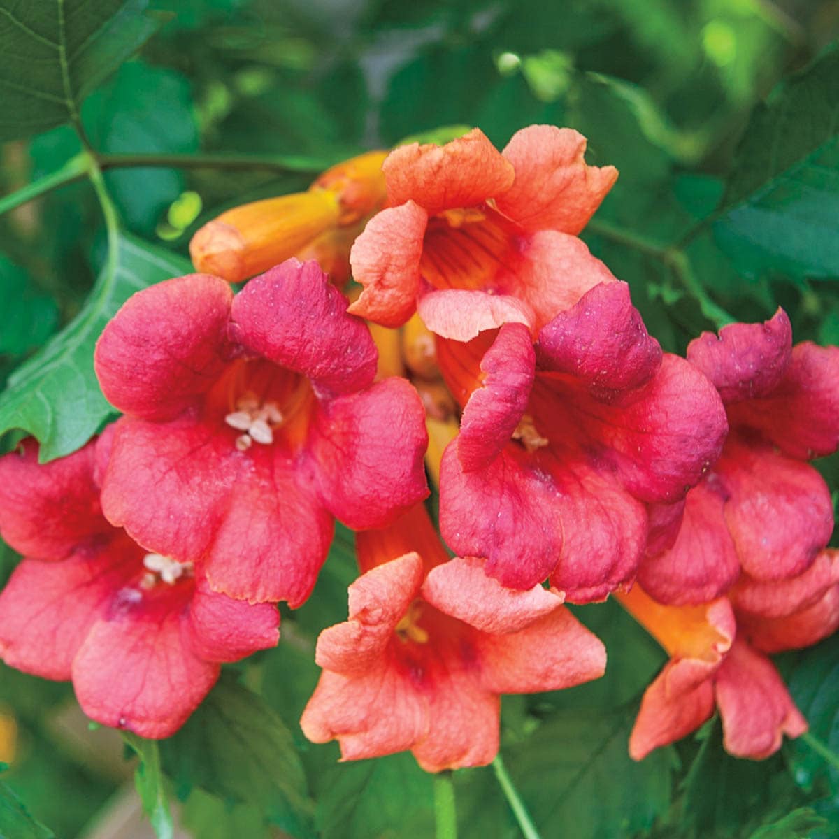 Spring Hill Nurseries 83292 1 -Pack Bareroot Flamenco Trumpet Vine Dormant Starter Plant