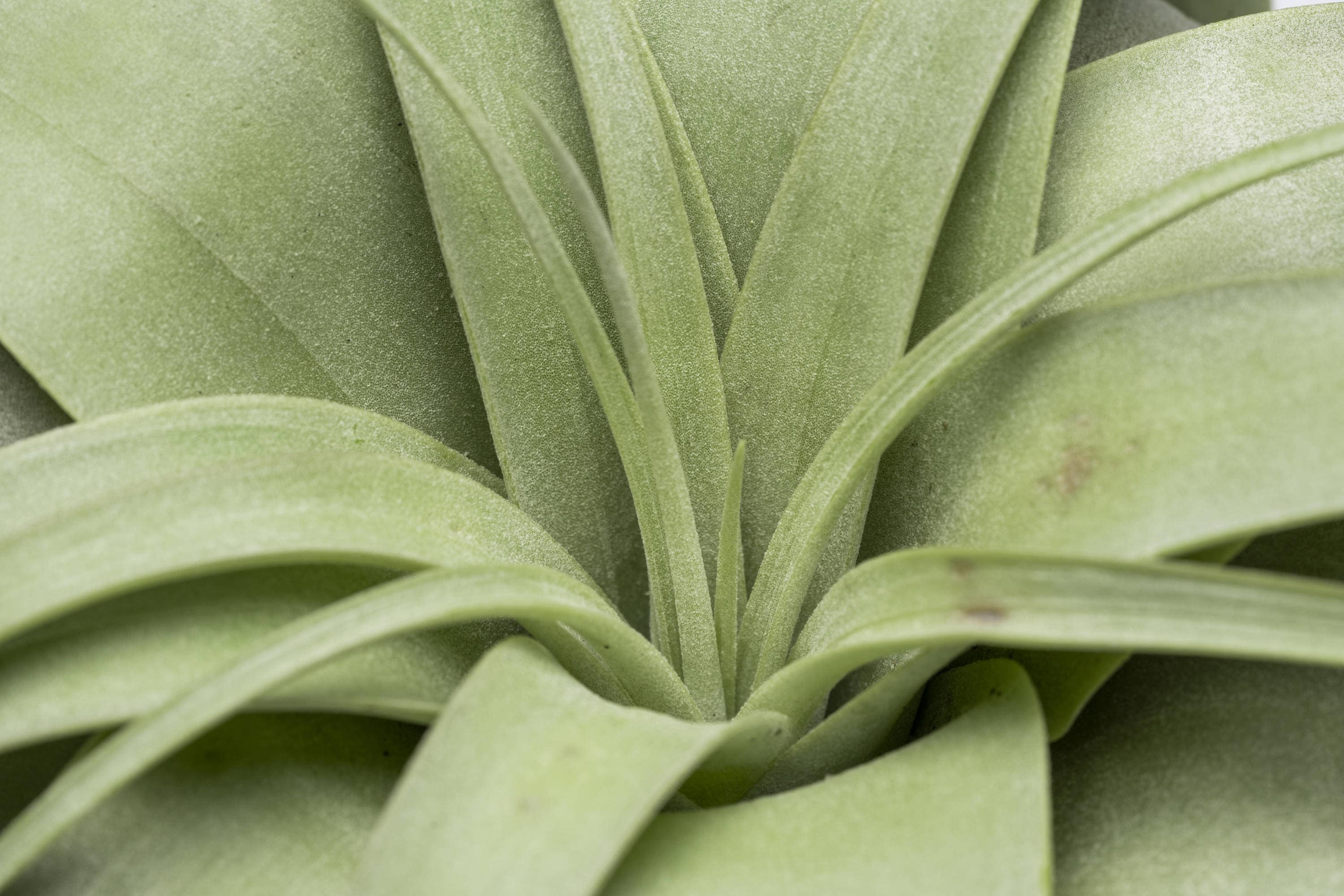 Altman Plants 0881374 hseplants - View #2