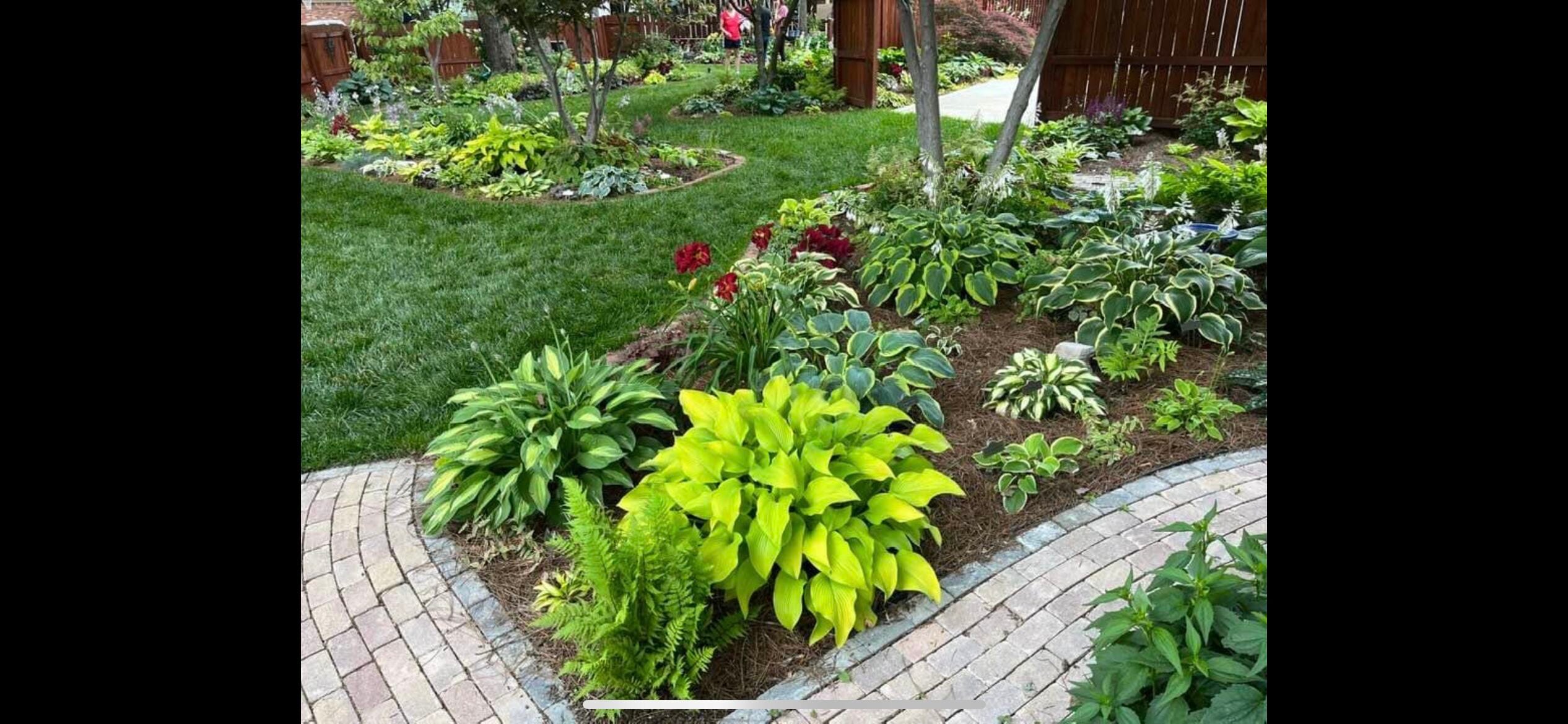 Daylily Nursery 21638 perennials - View #2