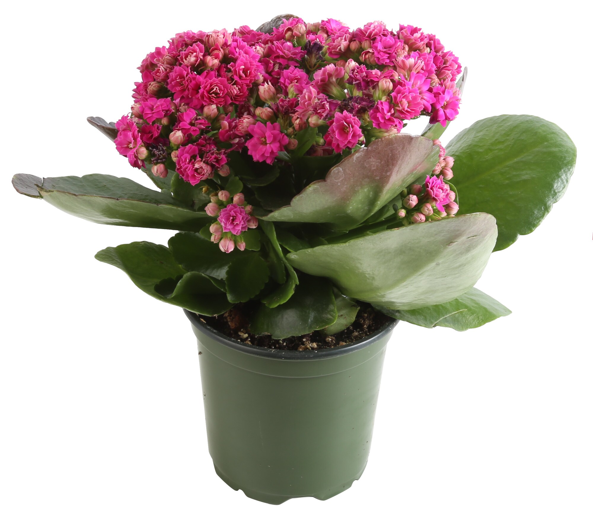 Costa Farms Pink Kalanchoe in 4-in Pot 8-Pack at Lowes.com