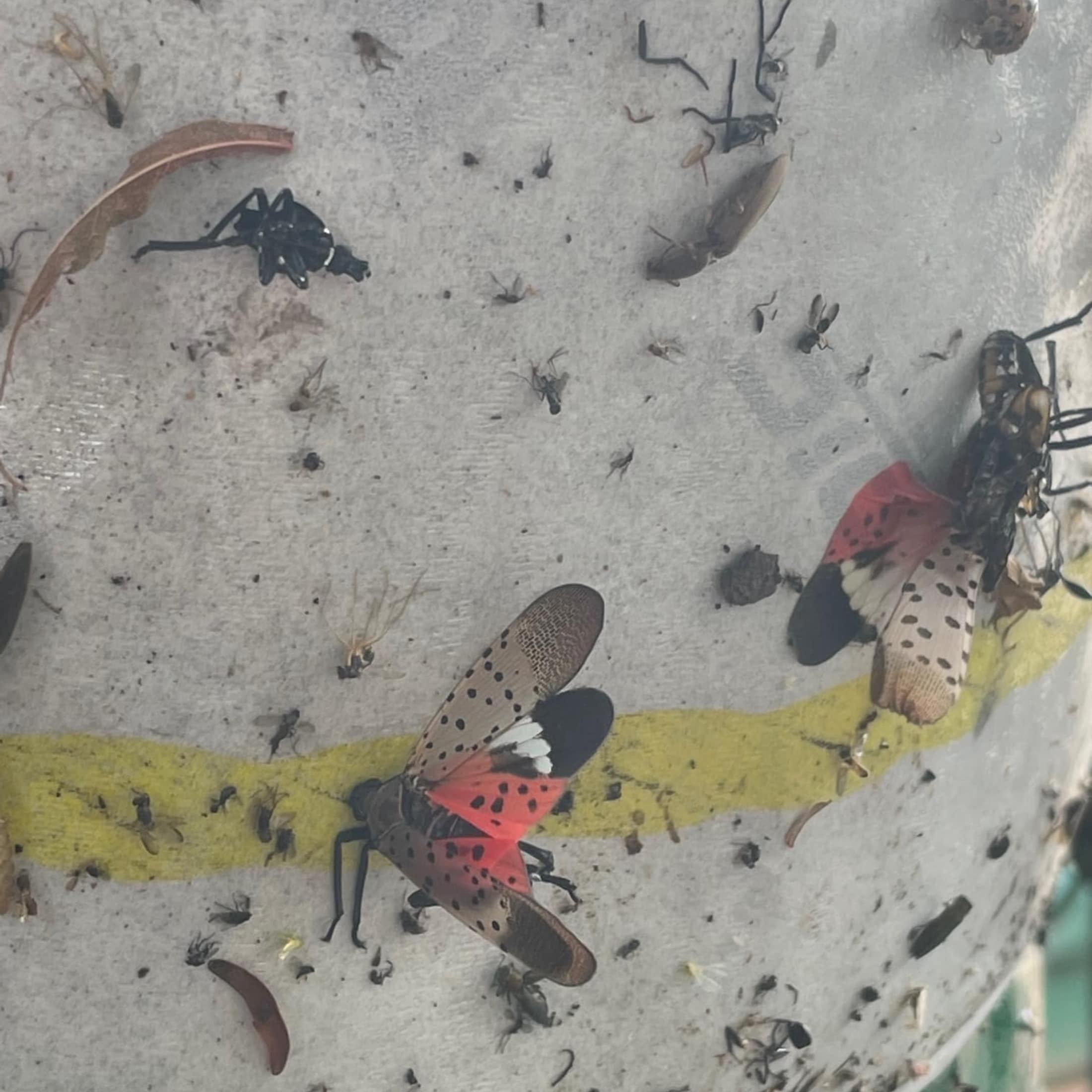 PIC SLF repellents - View #9