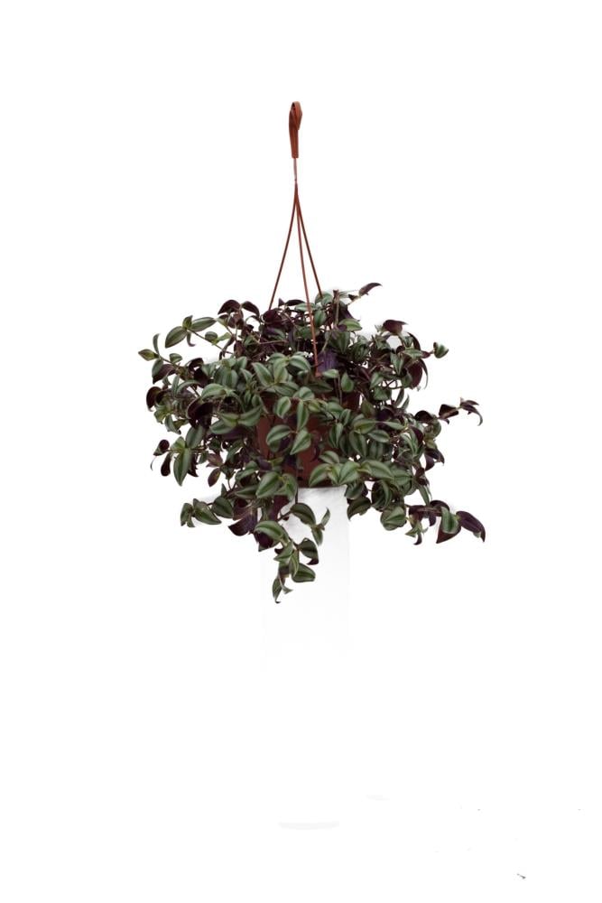Lowe's 646293 Inch House plant in Quart(s) Hanging basket 1.0 -Pack