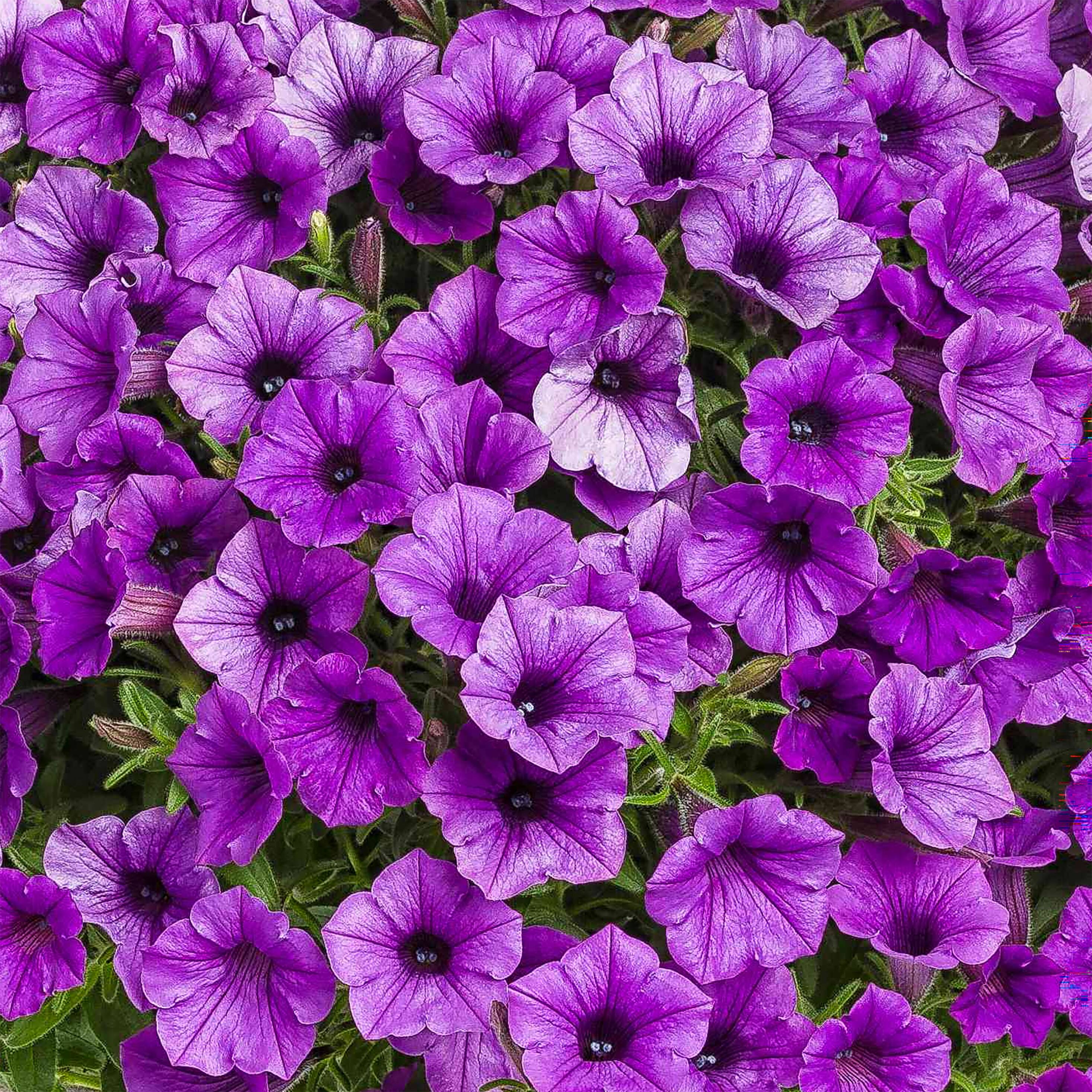 Proven Winner 5970221 annuals - View #2