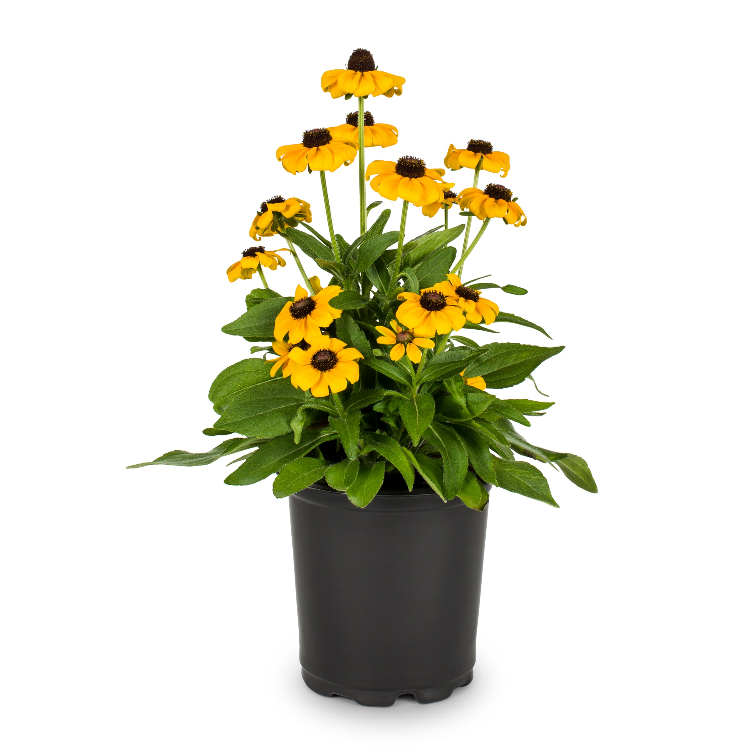 Lowe's NURSERY Yellow Rudbeckia Black Eyed Susan Plant in 2.25 -Gallon Pot 1 -Pack
