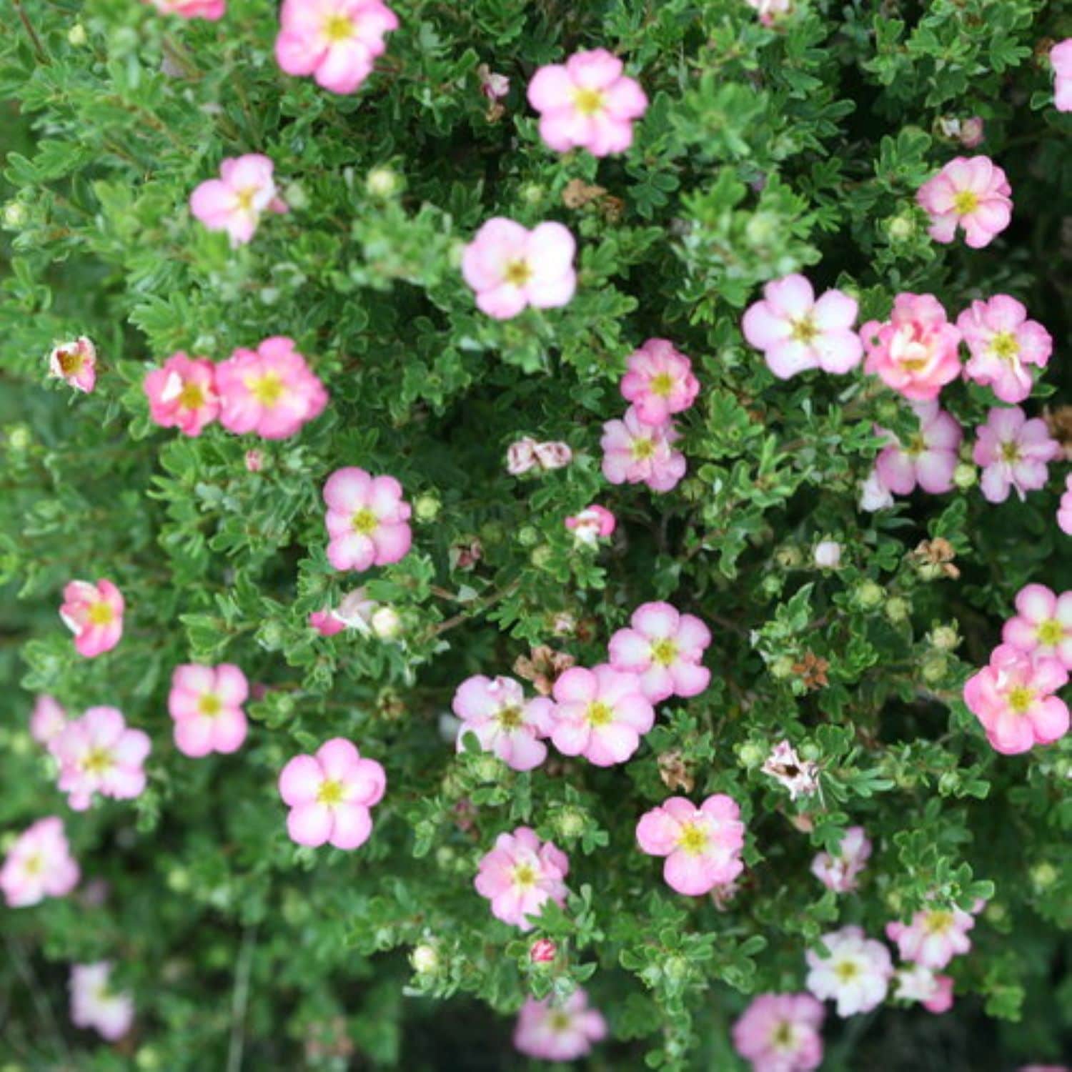 Proven Winners O61552W shrubs - View #2
