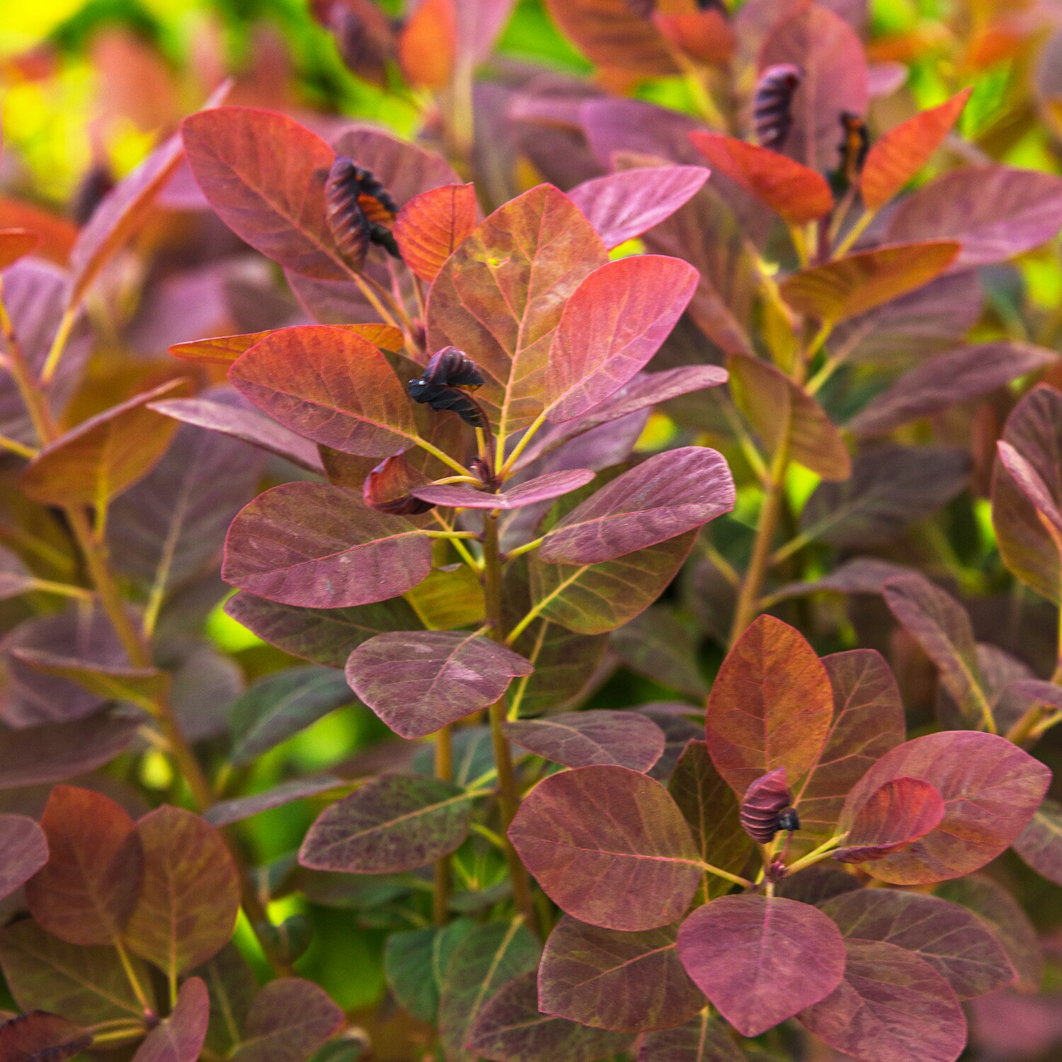Spring Hill Nurseries Royal Purple Smoketree Feature Shrub in 1 Pack(s ...