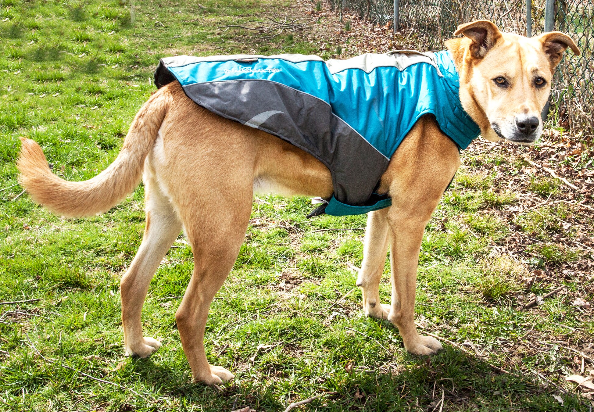 Dog Helios JKHL2BLXL Dog-Apparel - View #9