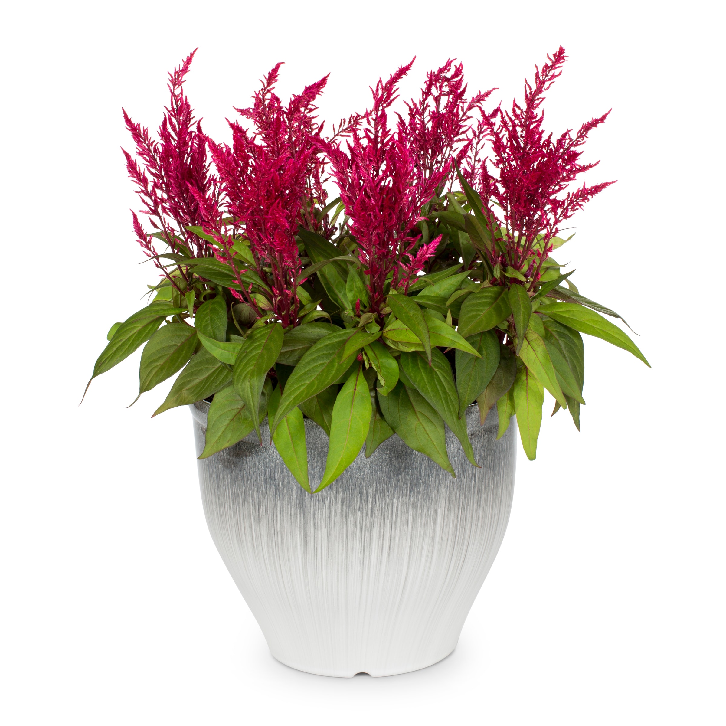 Lowe's 753172 annuals - View #3