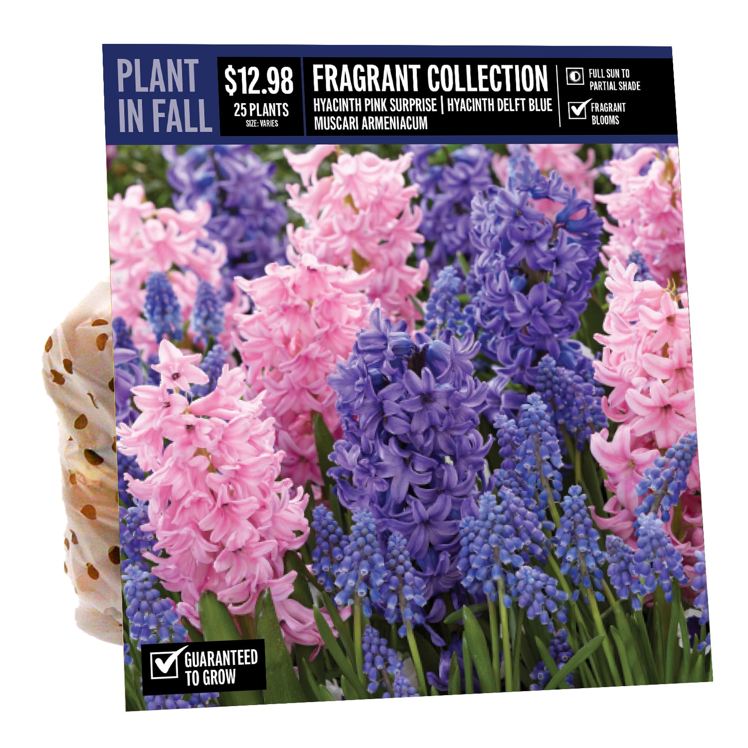 FRAGRANT COLLECTION NUMBER 4 PBS in the Plant Bulbs department at Lowes.com