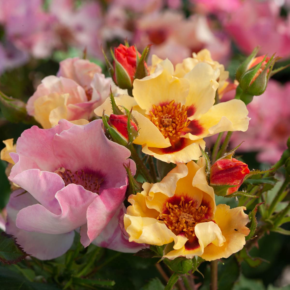 Quart(s) Flowering In Your Eyes Shrub Rose Roses at Lowes.com