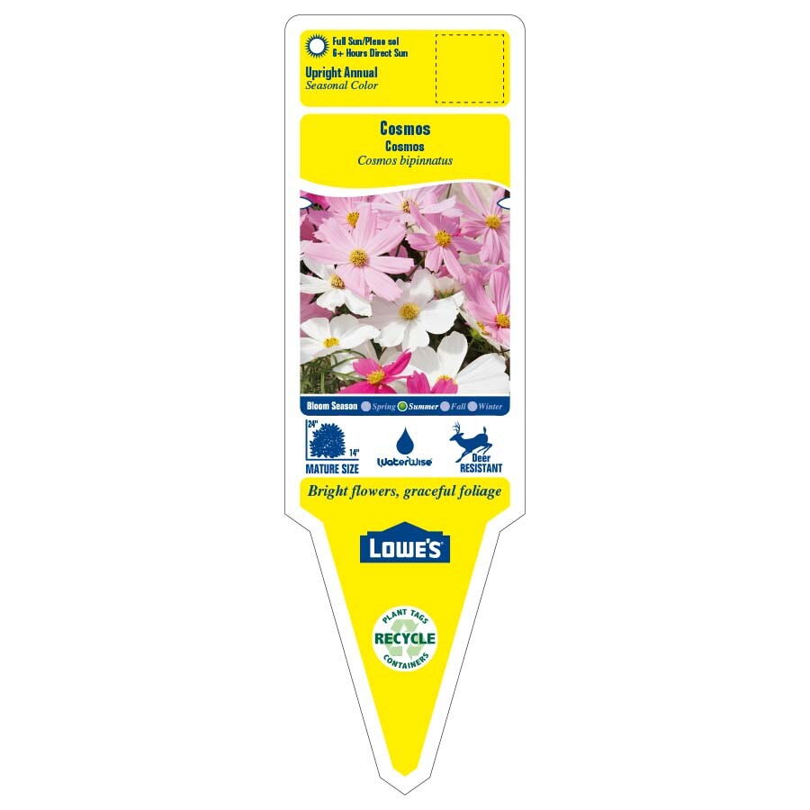 Lowe's NURSERY annuals - View #2