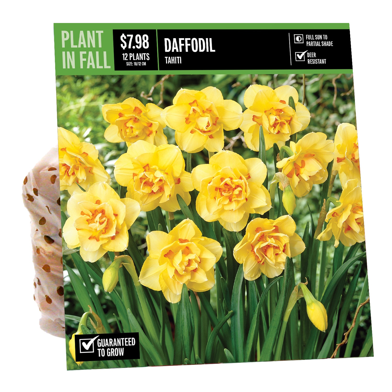  NURSERY DAFFODIL TAHITI PBS