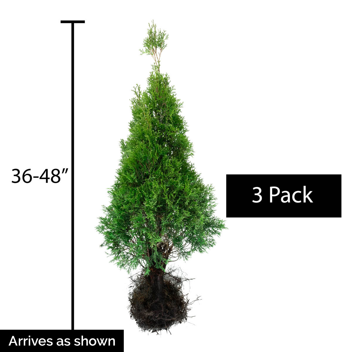 Spring Hill Nurseries 64625 shrubs - View #4