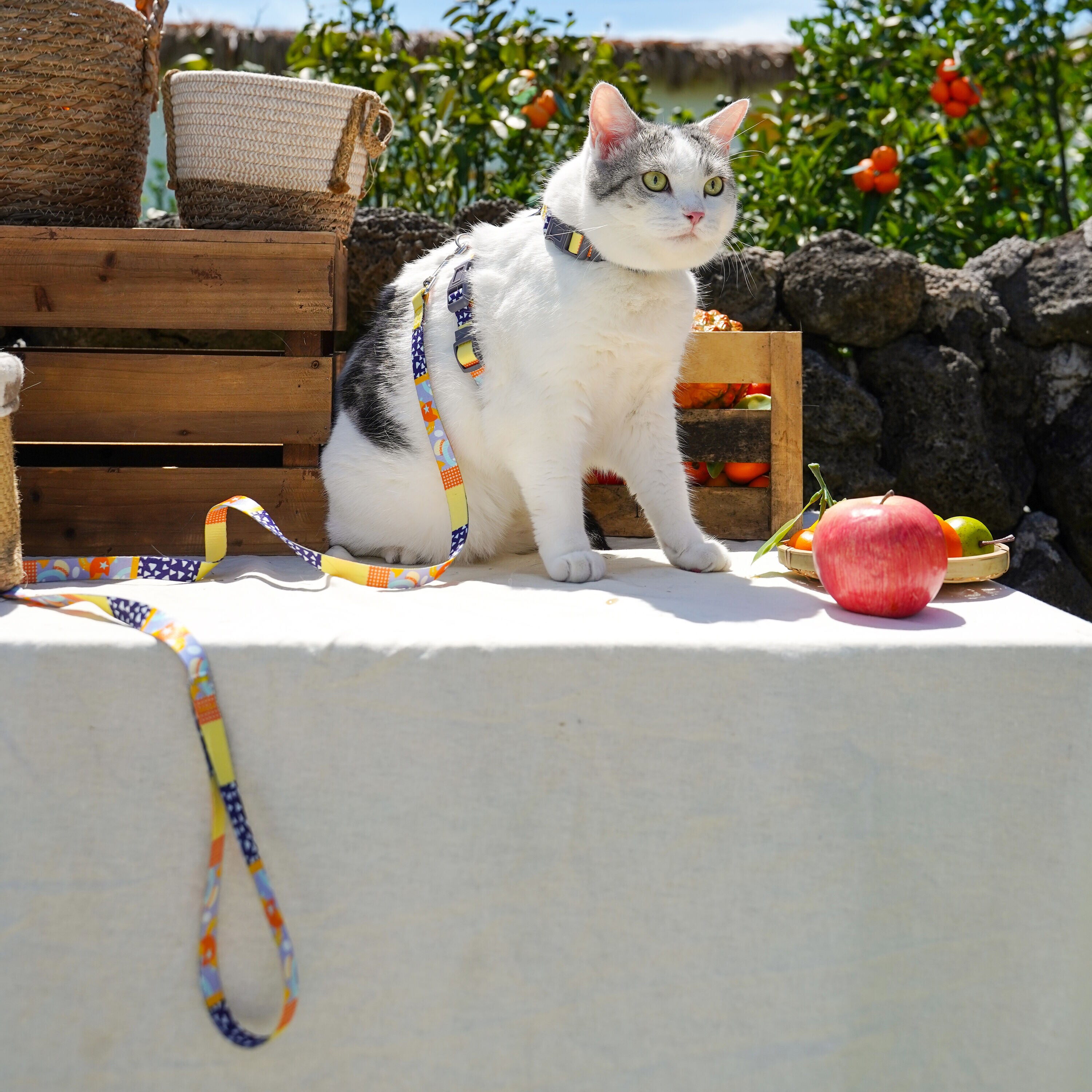 Touchcat CTHA2YLMD Dog-Collars-Harnesses - View #2