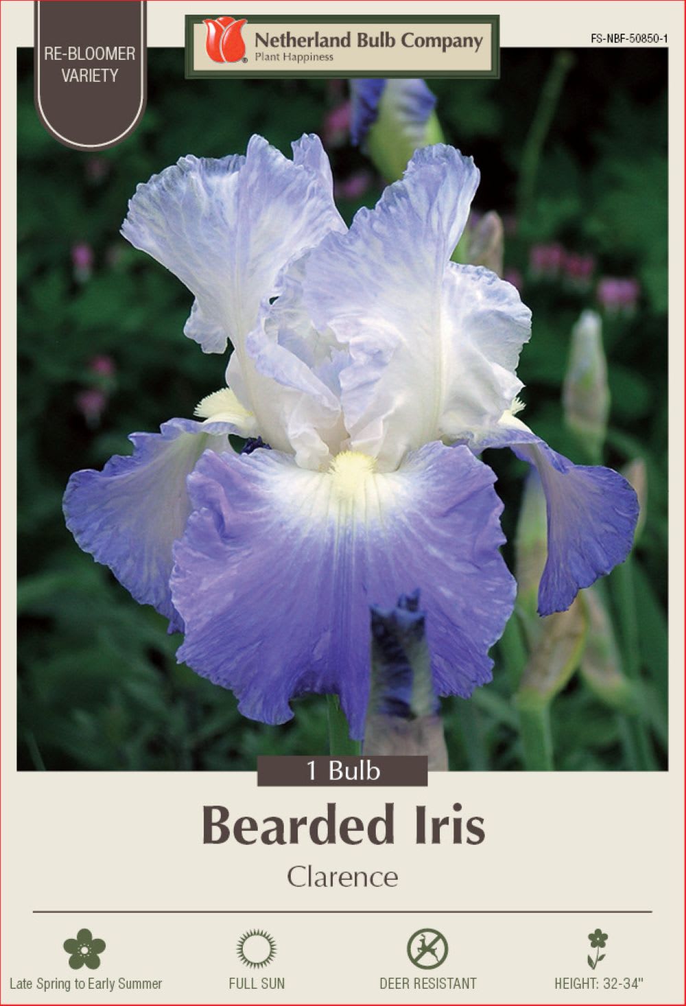 Hirt's Gardens 810018068608 Clarence German Bearded Iris Rhizome - Rebloomer - 1 Top Size Root