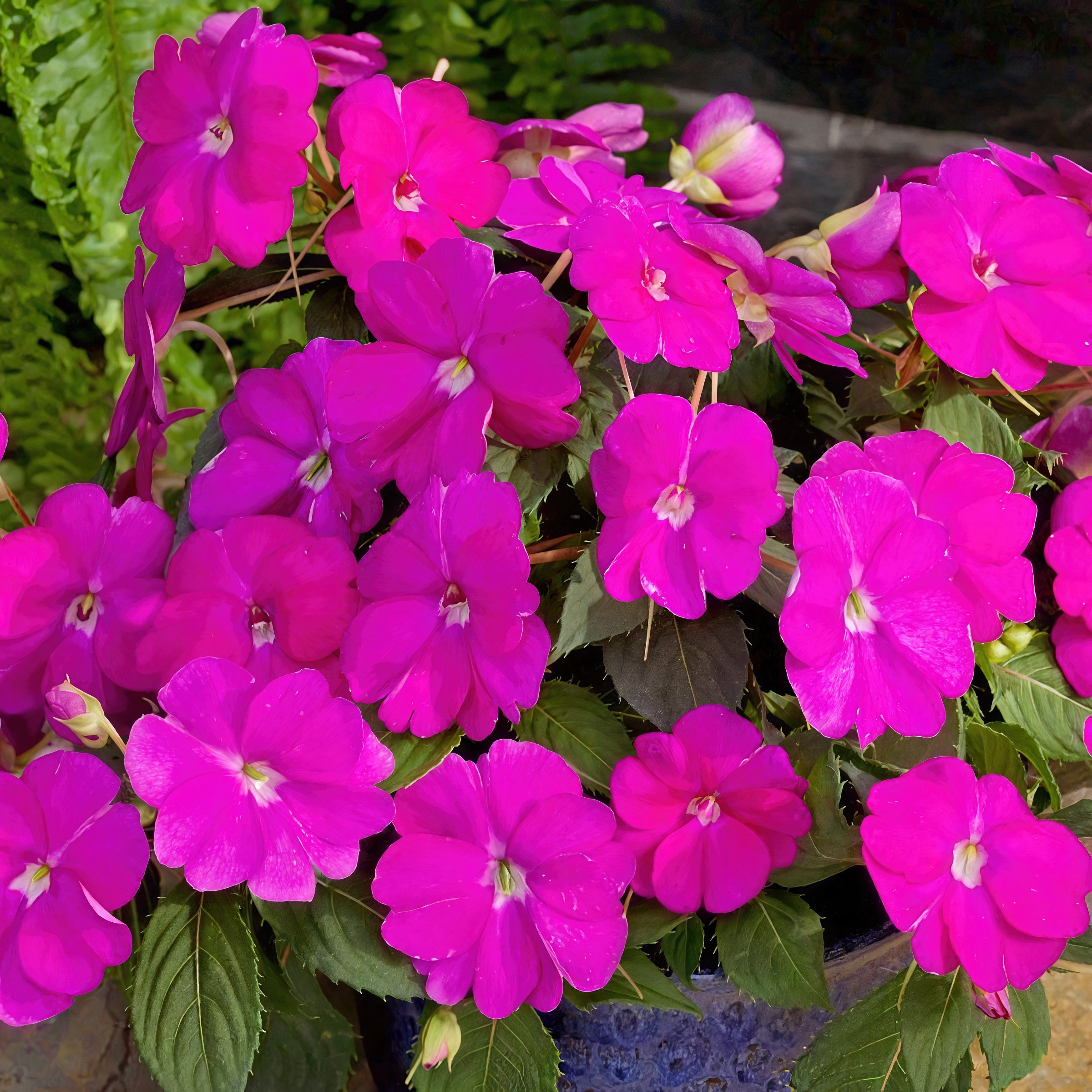 National Plant Network LW2597 annuals - View #3