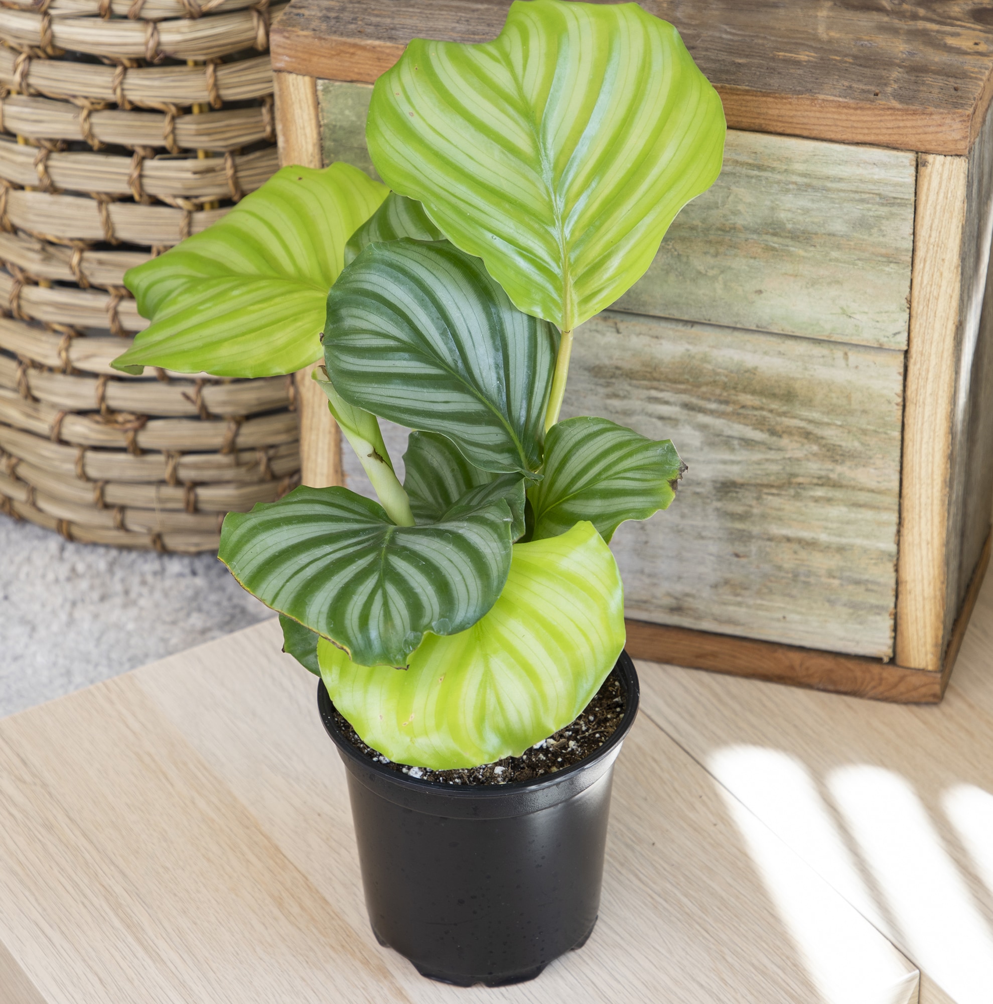 Black Plastic Indoor/Outdoor Calathea Plant in 15" Planter
