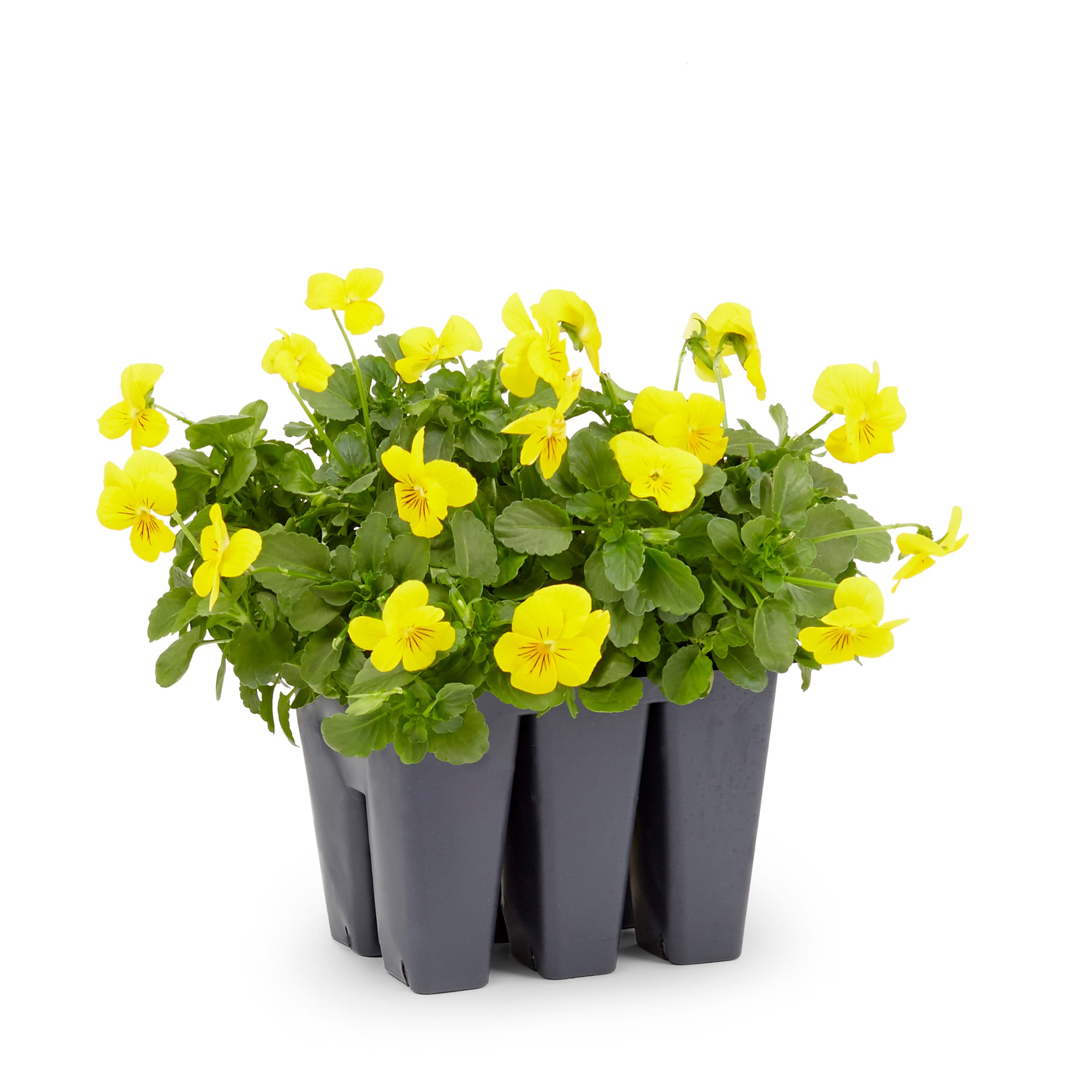 Lowe's Multicolor Viola in 6-Pack Tray 6-Pack in the Annuals department ...