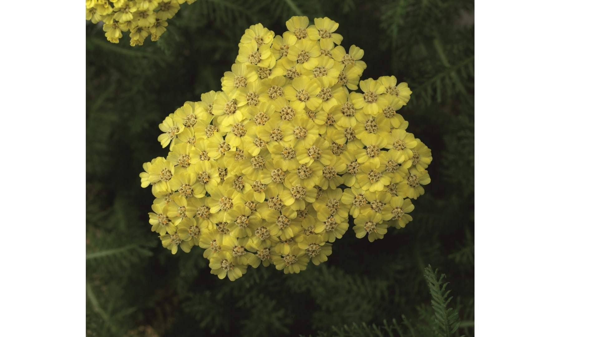 National Plant Network LW1513 perennials - View #2