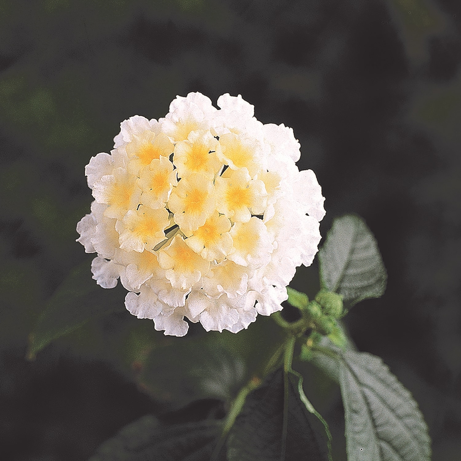 Altman Plants 0881248 White Trailing Lantana Plant in 1 -Quart Planter 4 -Pack