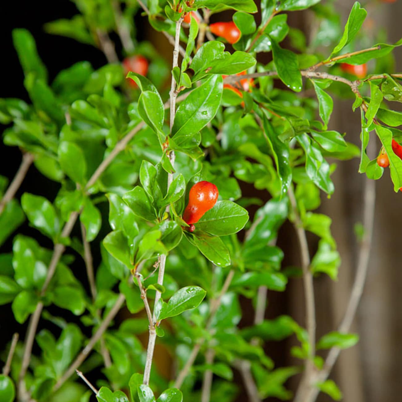 Perfect Plants LOWONDERFULPOM1G shrubs - View #6