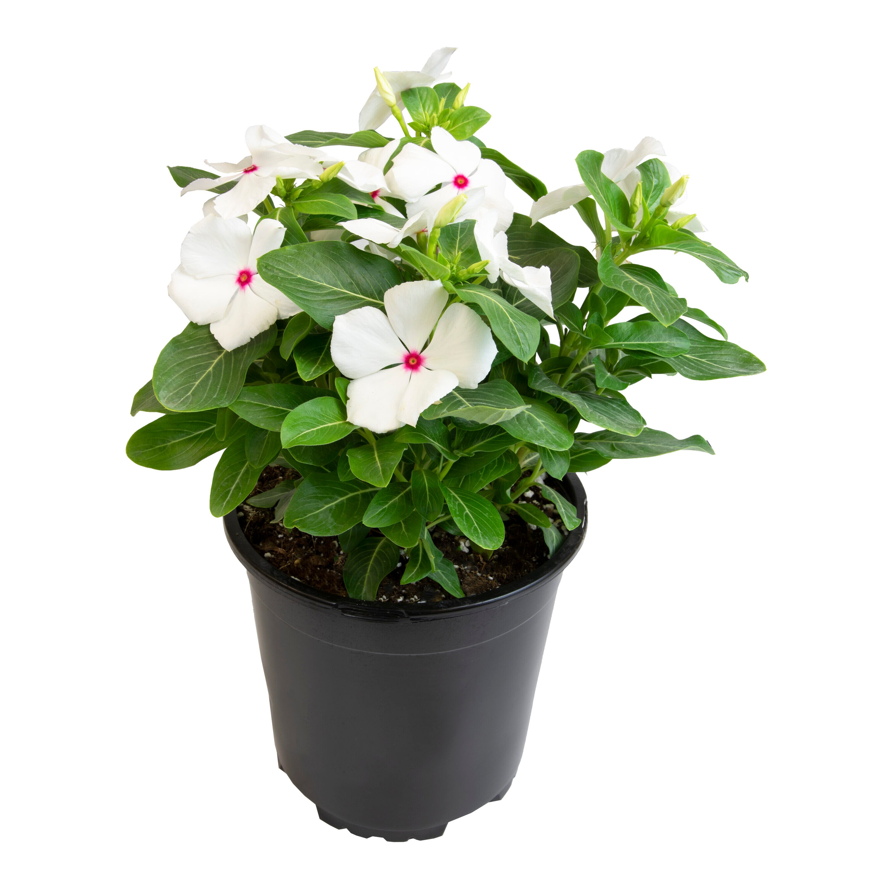 Altman Plants 0881451 annuals - View #6