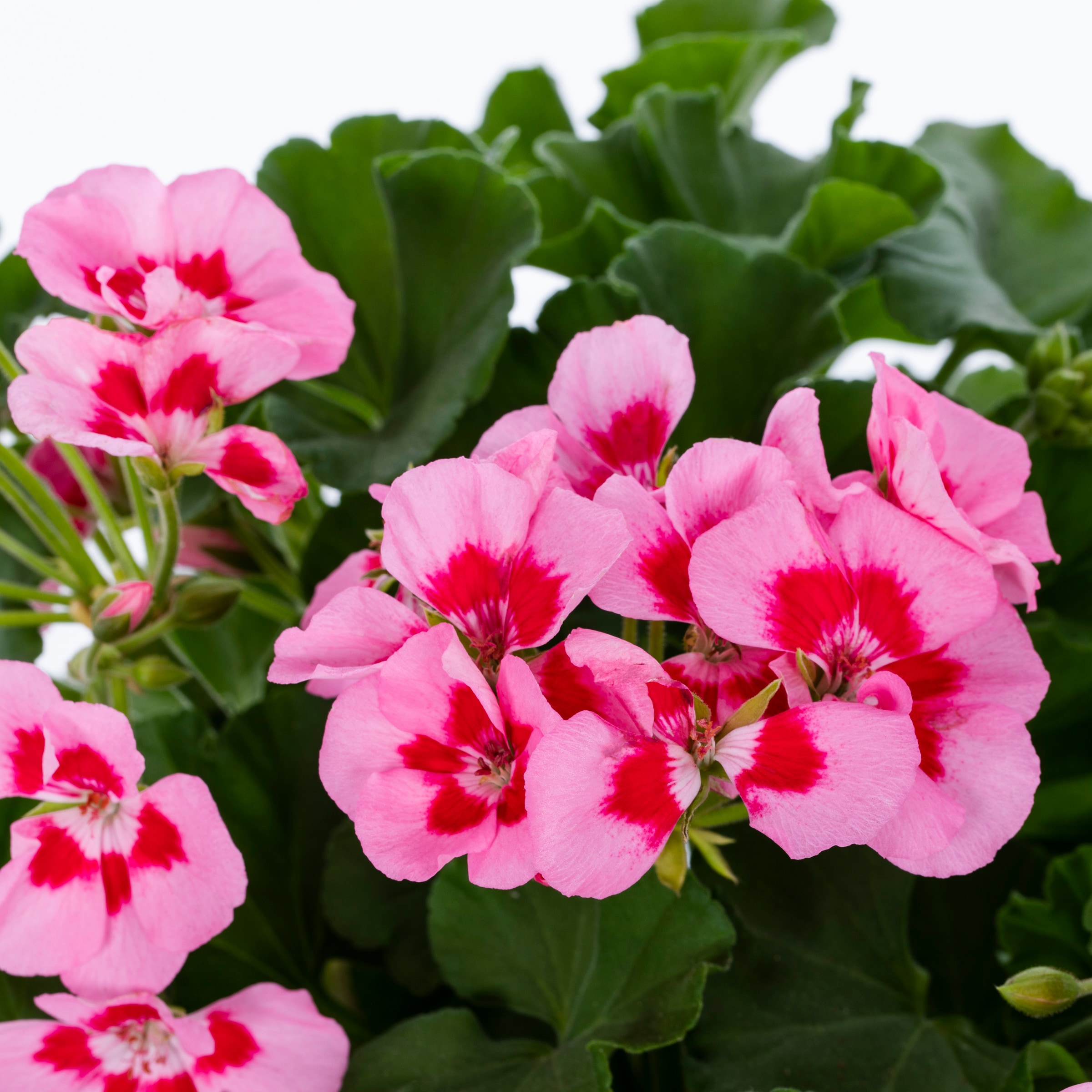 Lowe's Pink Calliope Medium Geranium in 2.5-Quart Pot NURSERY at Lowes.com