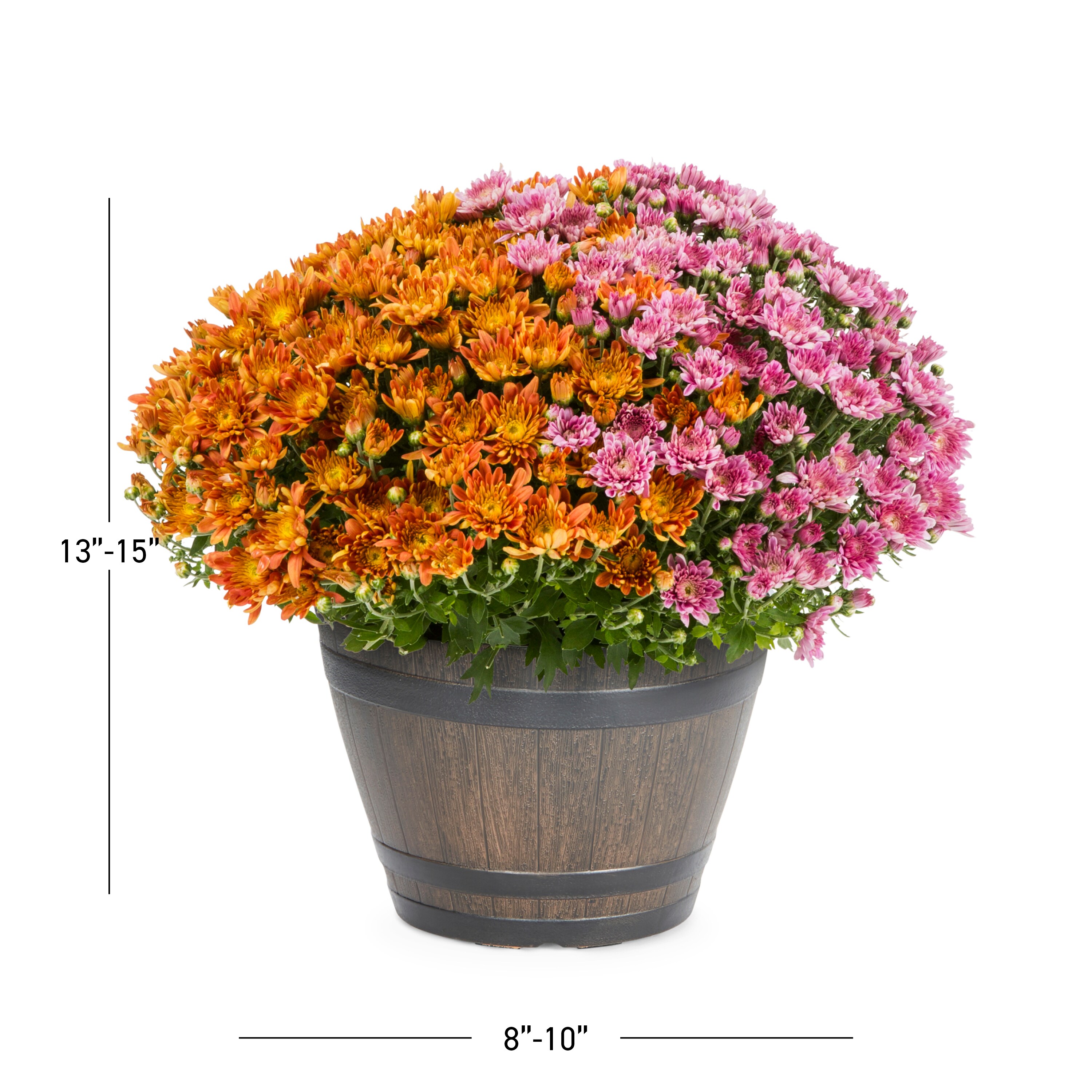 Lowe's 3733959 annuals - View #3