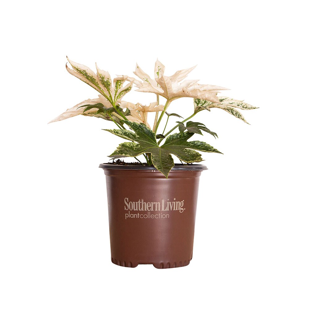 Southern Living Plant Collection 0209Q-1 shrubs - View #5