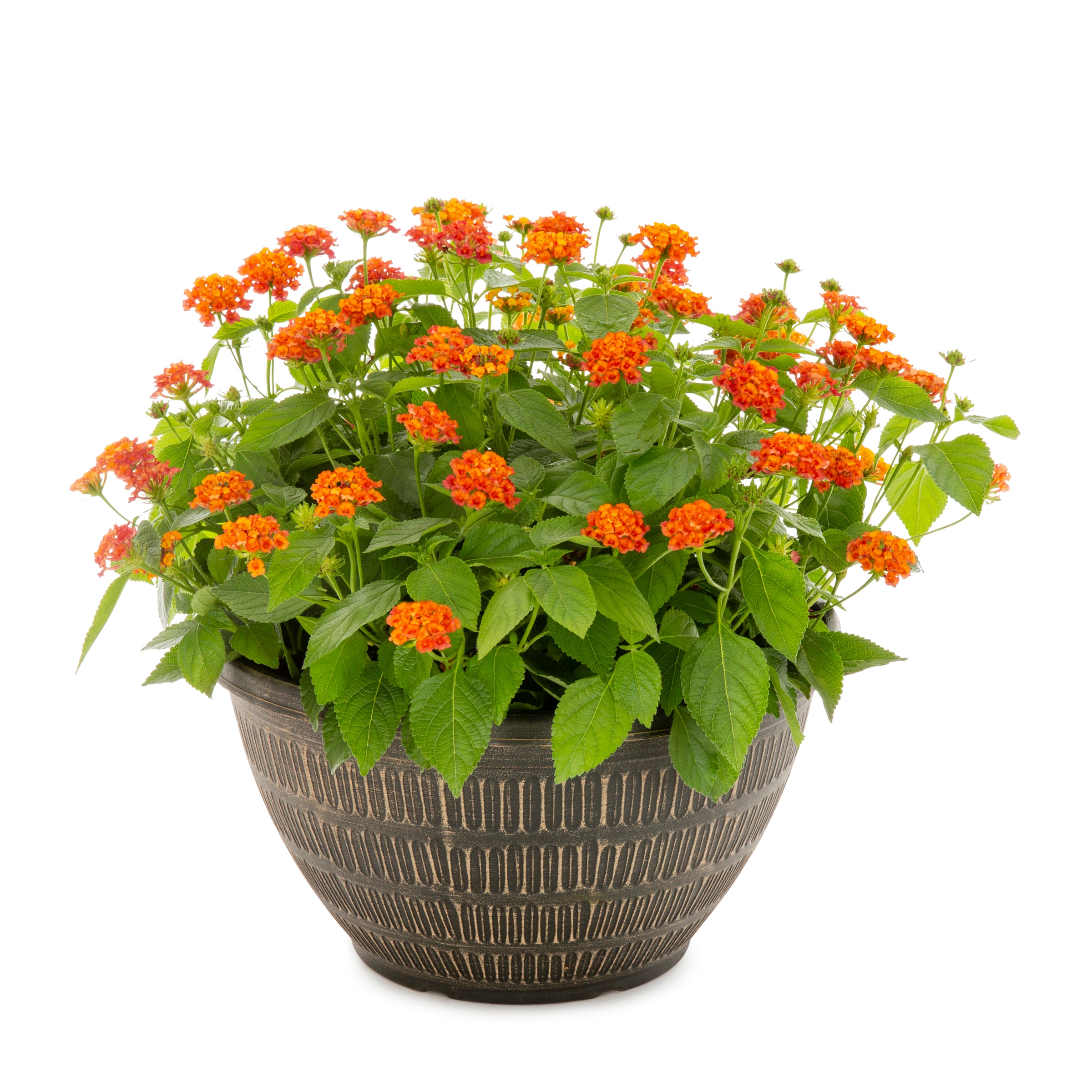 Lowe's NURSERY Multicolor Lantana in 2.00 Gallon(s) Planter