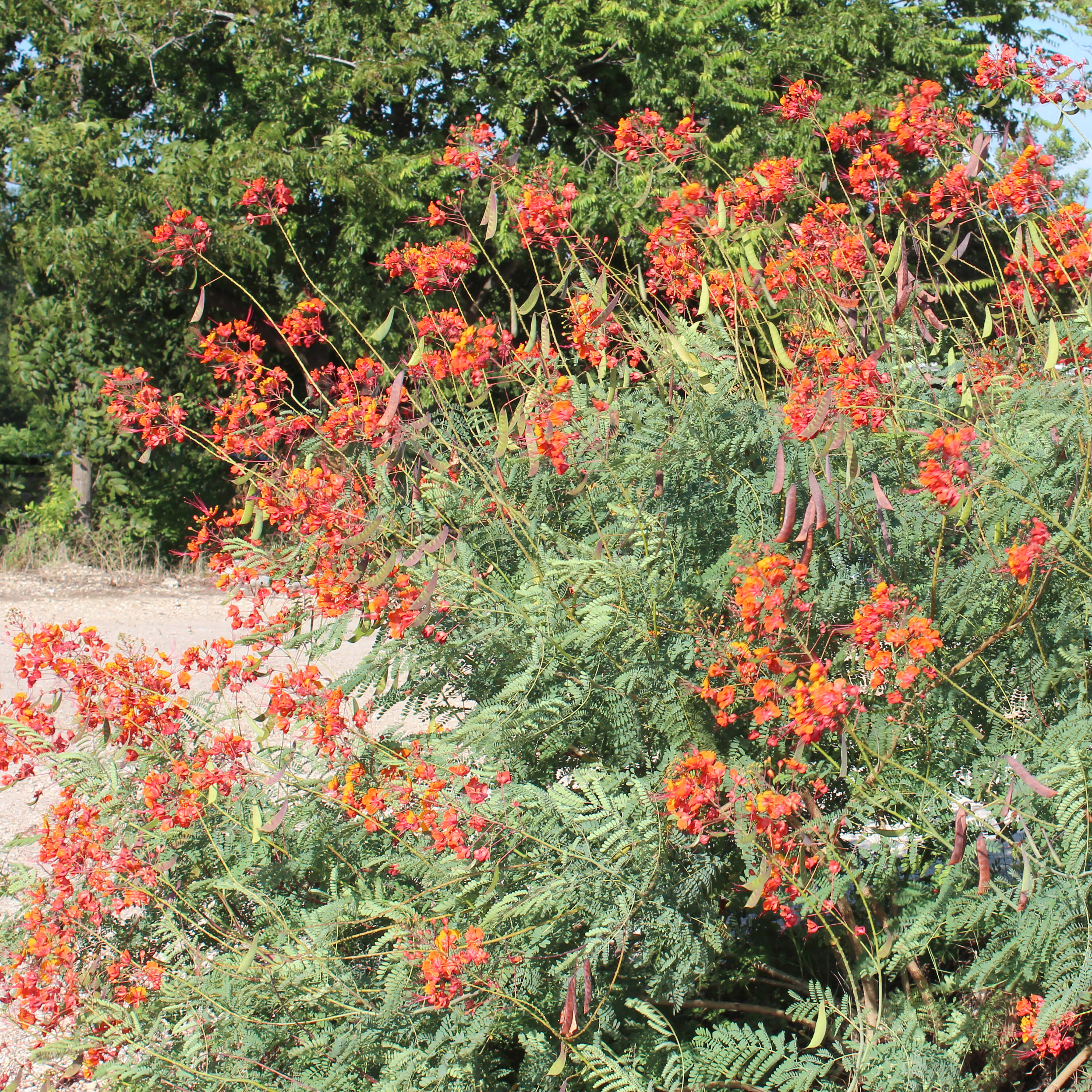 Altman Plants 0873037 shrubs - View #2