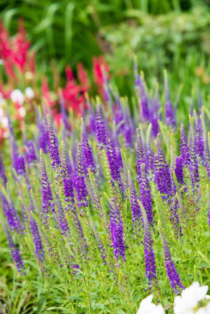 Spring Hill Nurseries 83724 perennials - View #4