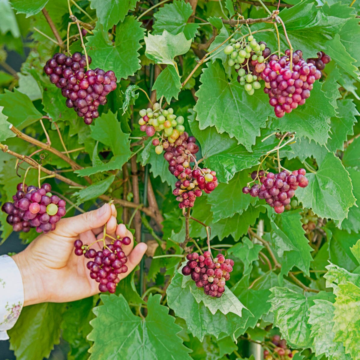 Organic Seedless Green Diamond Grapes, 2 lb