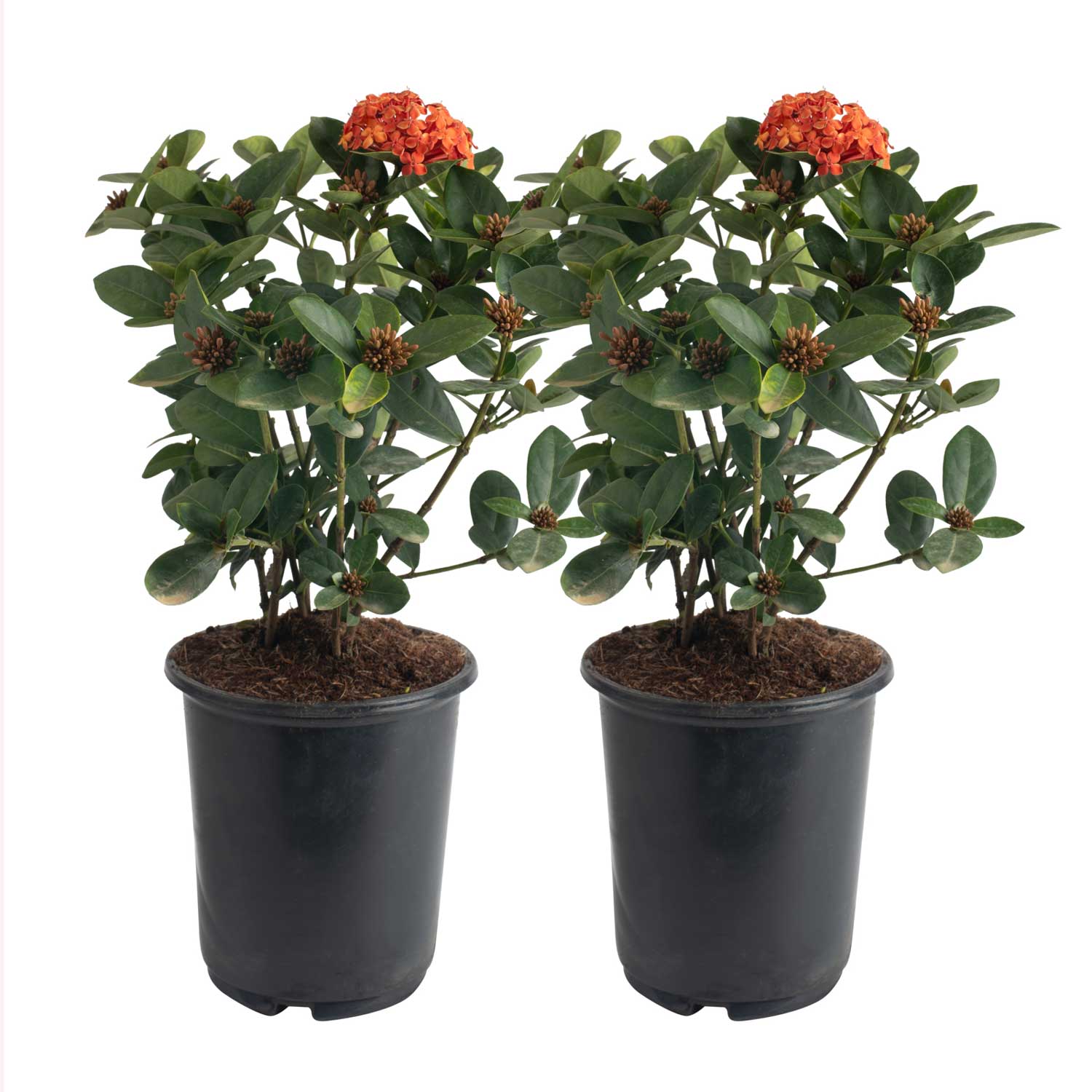 Costa Farms M-IMI-G-POT-02-LW Ixora Maui Flowering Shrub in 2.5 -Quart Pot 2 -Pack