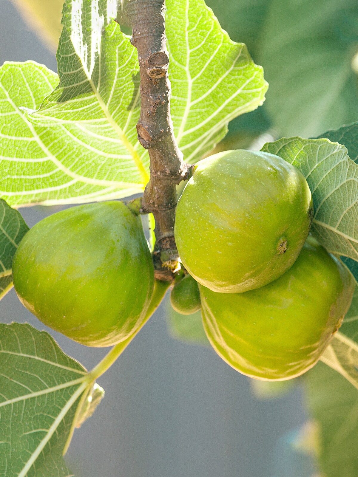 Southern Planters FIGLEM05G Fruit-Plants - View #2