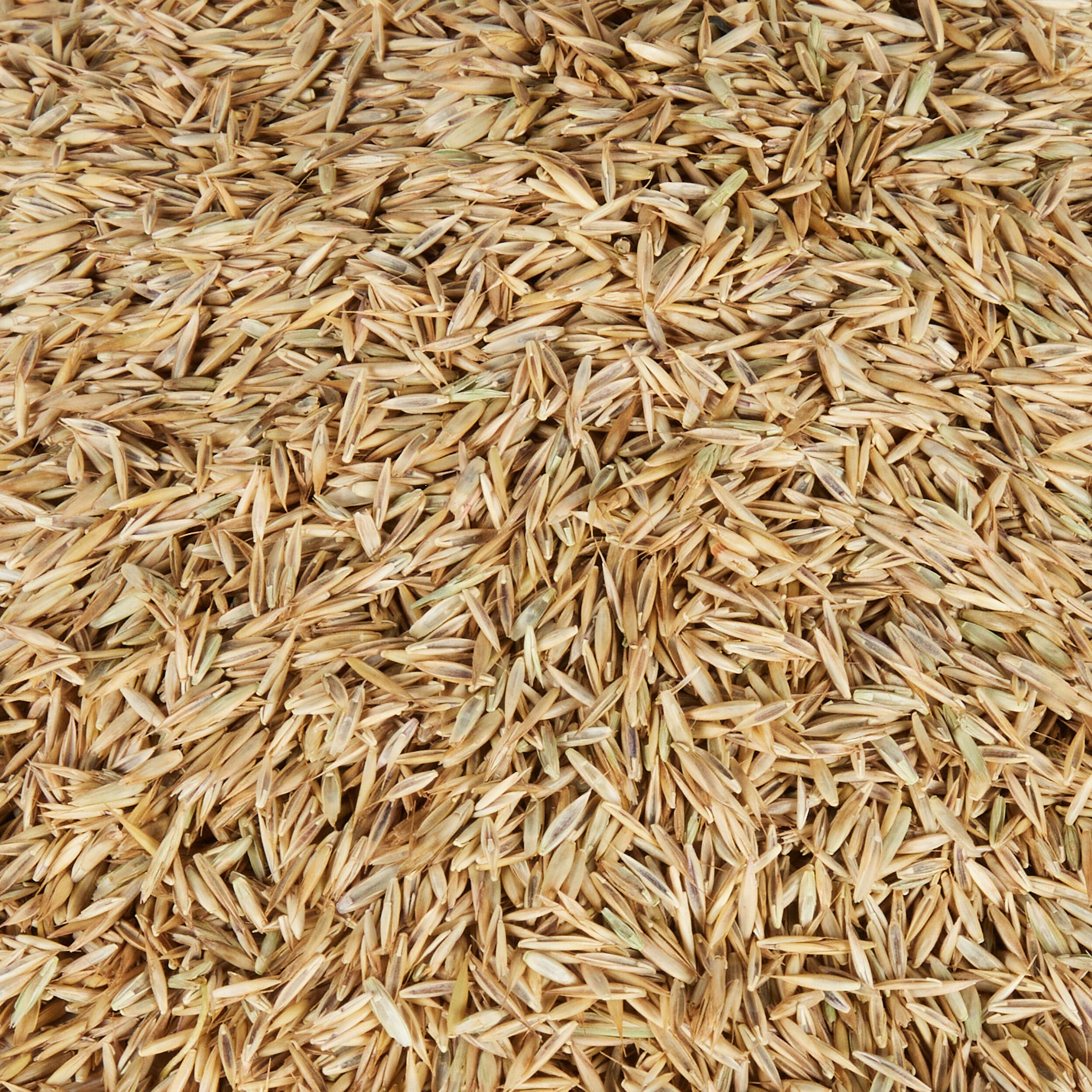 JB Instant Lawn DENSE3 Grass-Seed - View #11