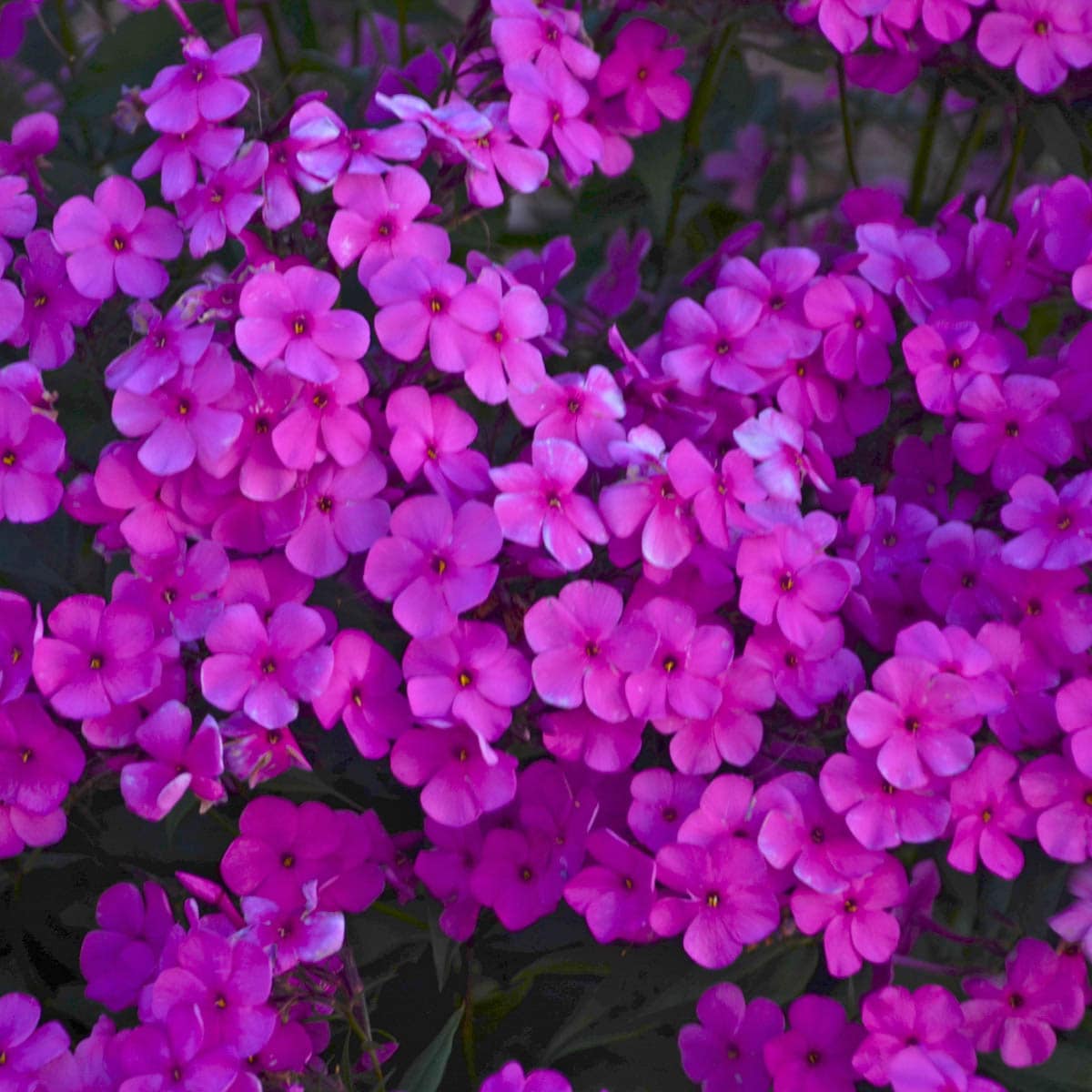 Breck's 73340 perennials - View #3