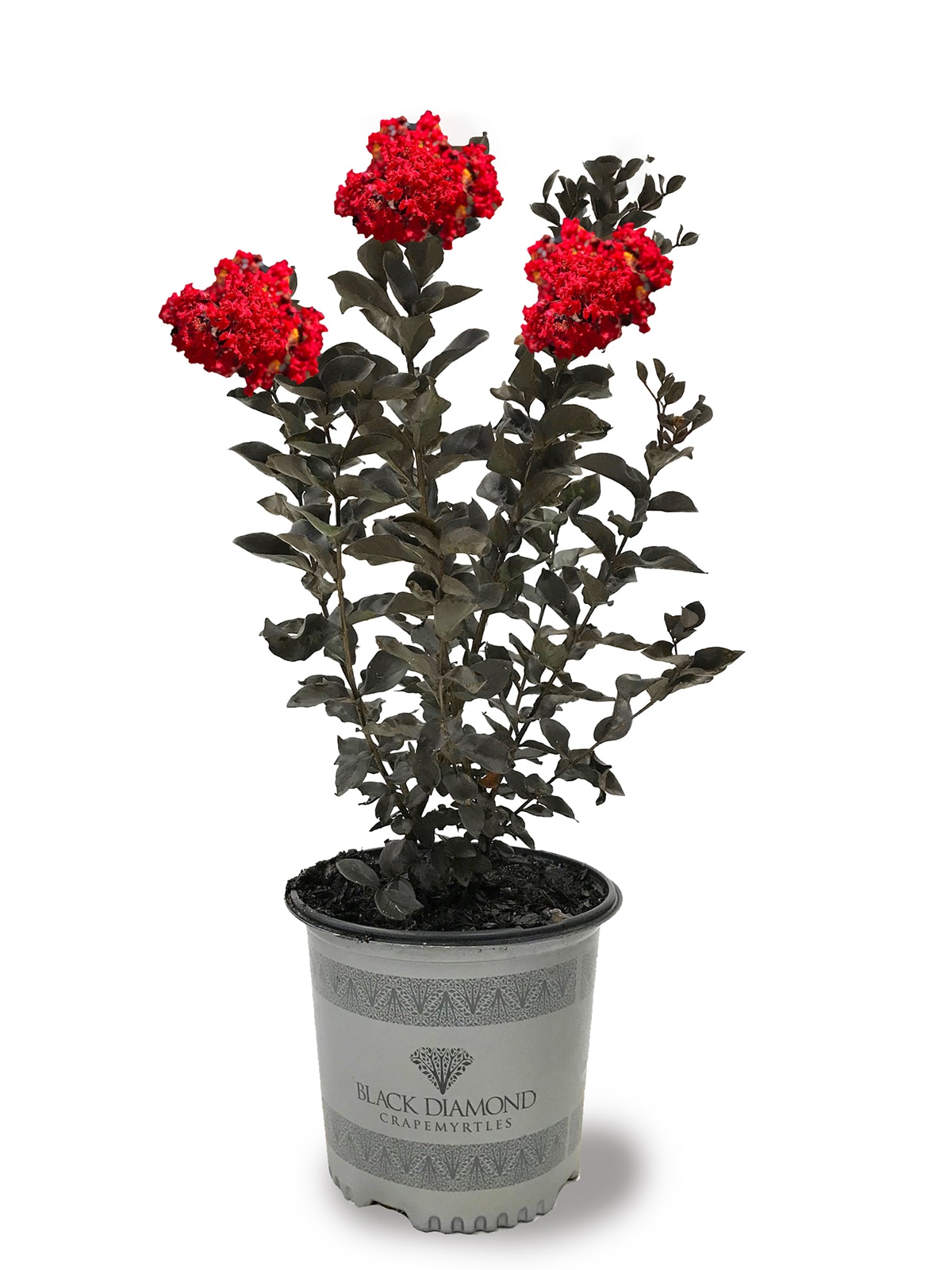 Lowe's 3.58-Gallon Pomegranate Tree (L7402) - Upright Deciduous Tree with  Showy Red Flowers - Full Sun - Medium Growth Rate in the Fruit Plants  department at