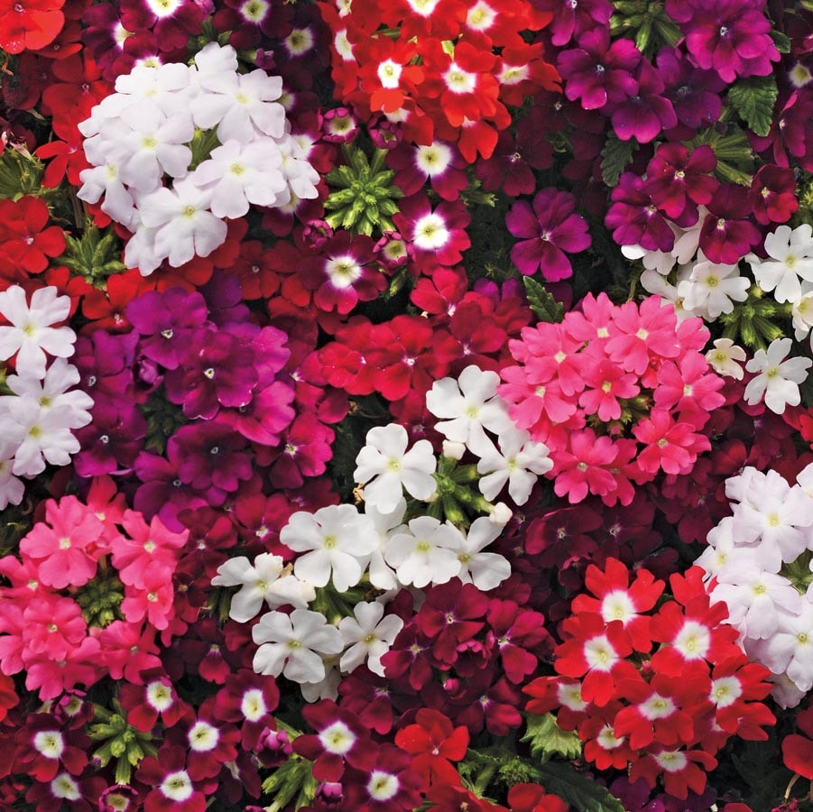 Lowe's 2.50GLVERPL Multicolor Verbena Planter
