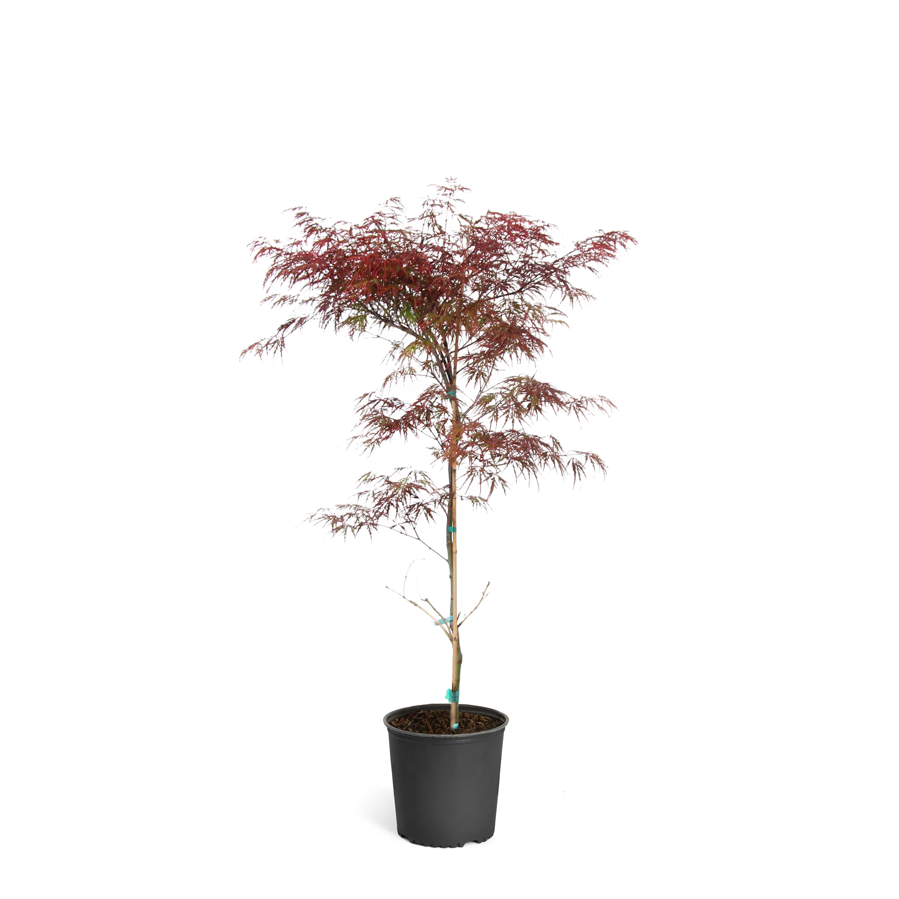 Brighter Blooms MAP-JTM-34-2 Feature Tamukeyama Japanese Maple Tree In Pot (With Soil)