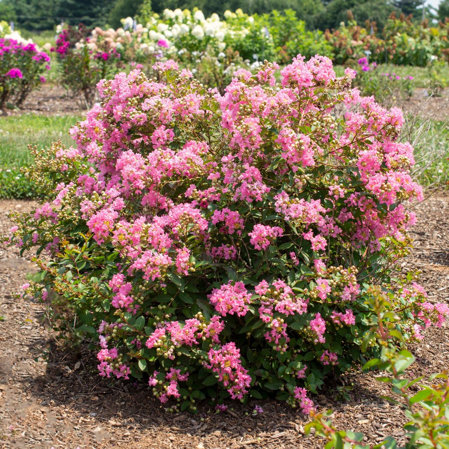 Van Zyverden 84583 Pink Bloomables Grape Myrtle Bellini Guava Bulbs 1 Count