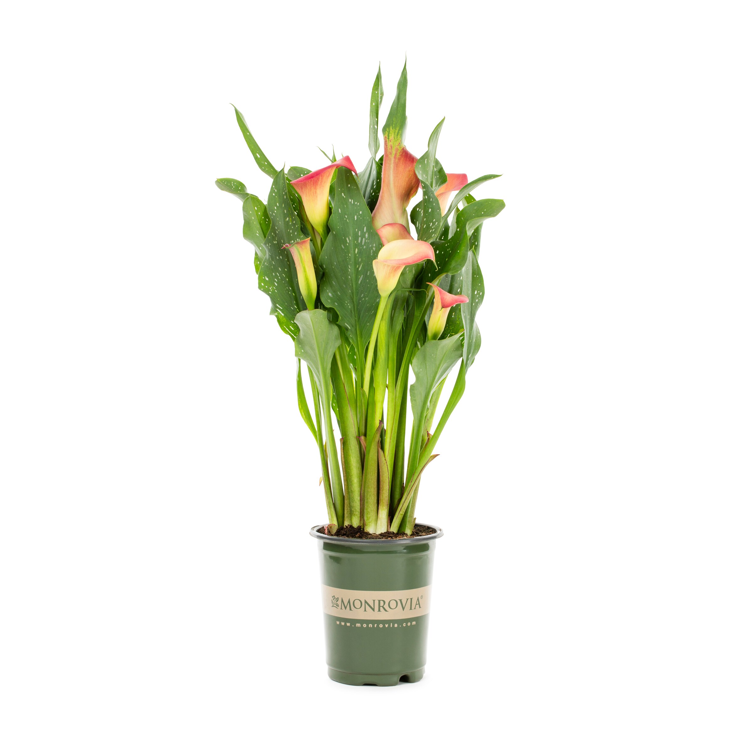 Lowe's 1157179 Orange Orange County Calla Lily Plant in 1 -Quart Pot 1 -Pack
