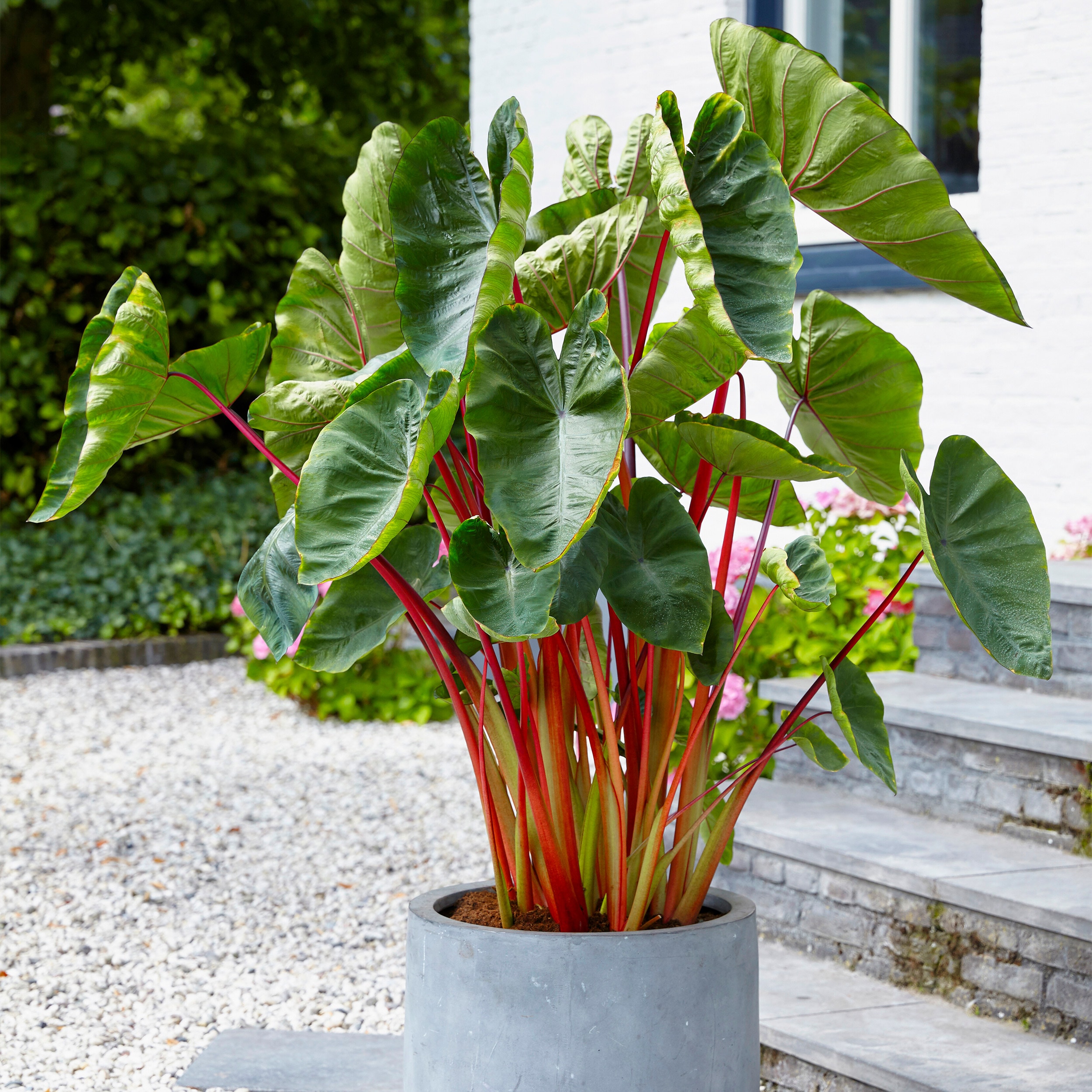 Garden State Bulb ECS-231-05-05 Green Premium Hawaiian Punch Elephant Ear, Spring Planting Bulbs 5 Count