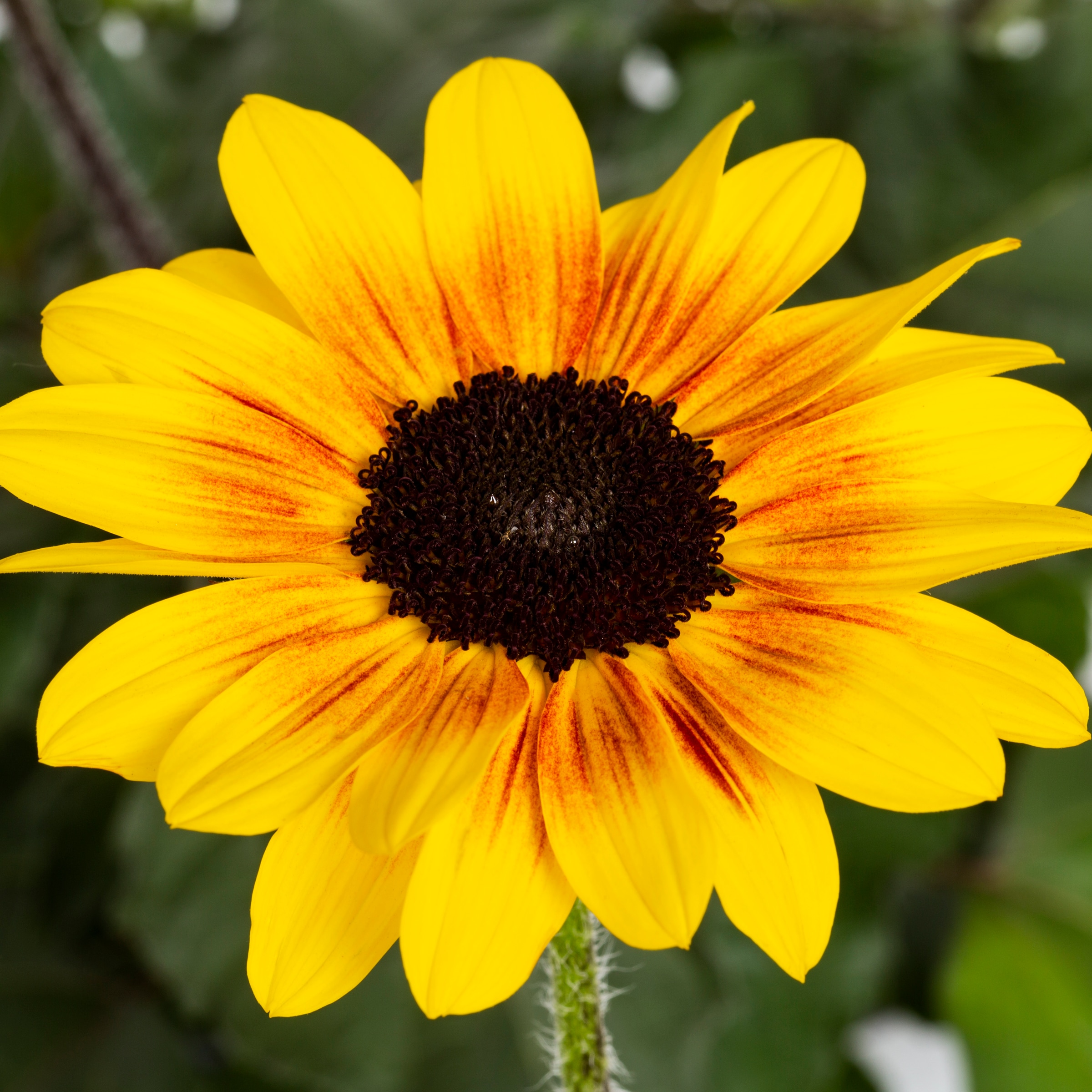 Proven Winners Multicolor Sunflower Suncredible in 1-Gallon Pot in the  Annuals department at