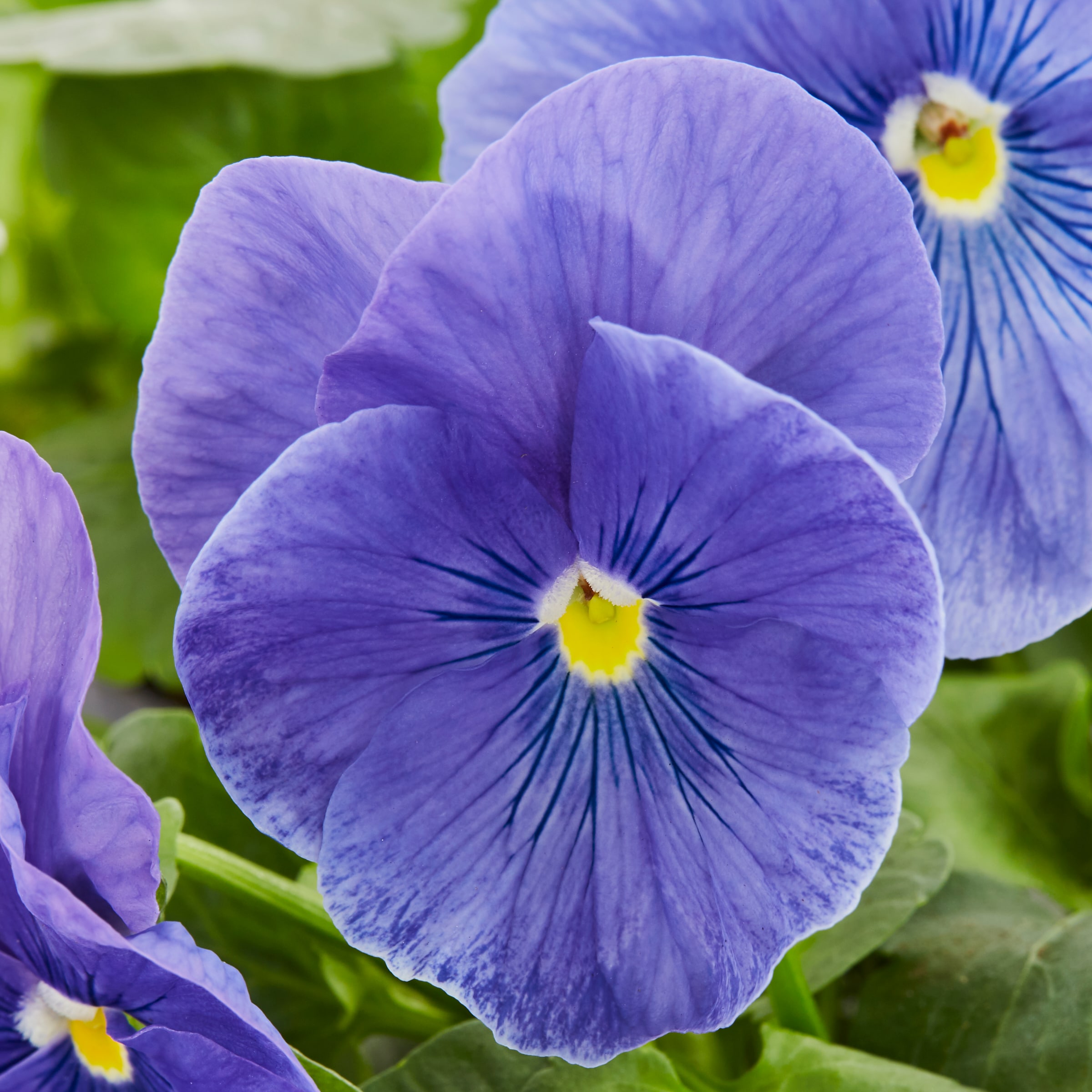 Lowe's NURSERY annuals - View #12