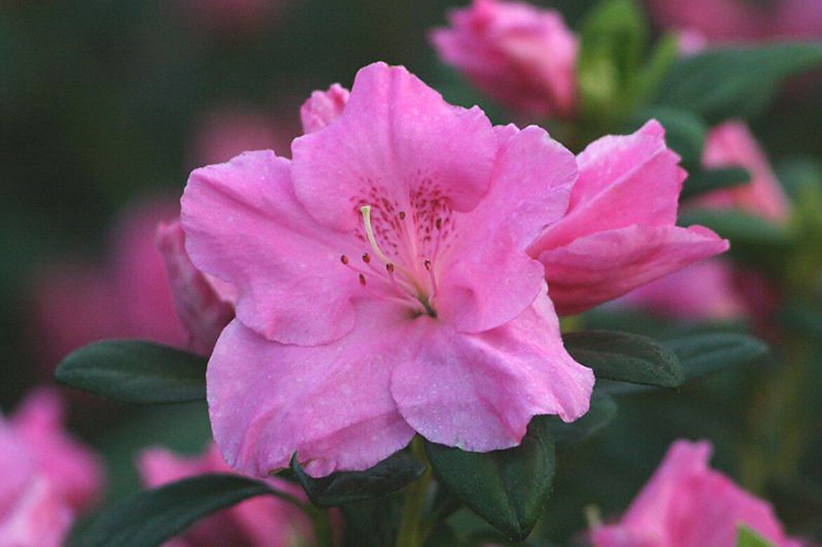 Monrovia 004831 Mistral Azalea Flowering Shrub in In pot (with soil) with Pink Blooms