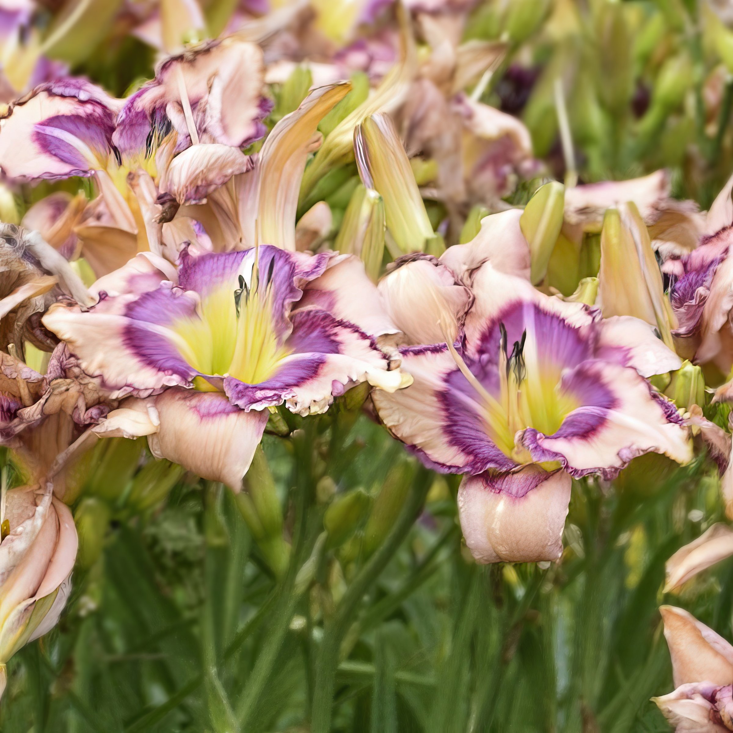 National Plant Network LW2609 perennials - View #5