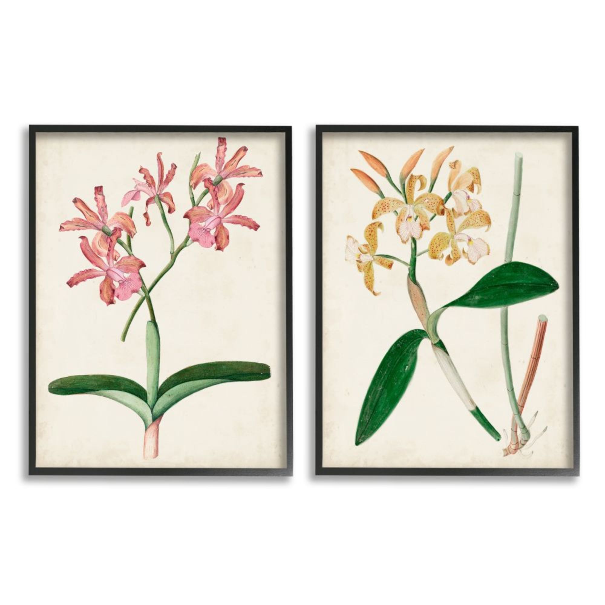 Stupell Industries Botanical Plant Illustration Flowers And Leaves Vintage  Design Canvas Wall Art by Unknown, 16 x 20, Canvas