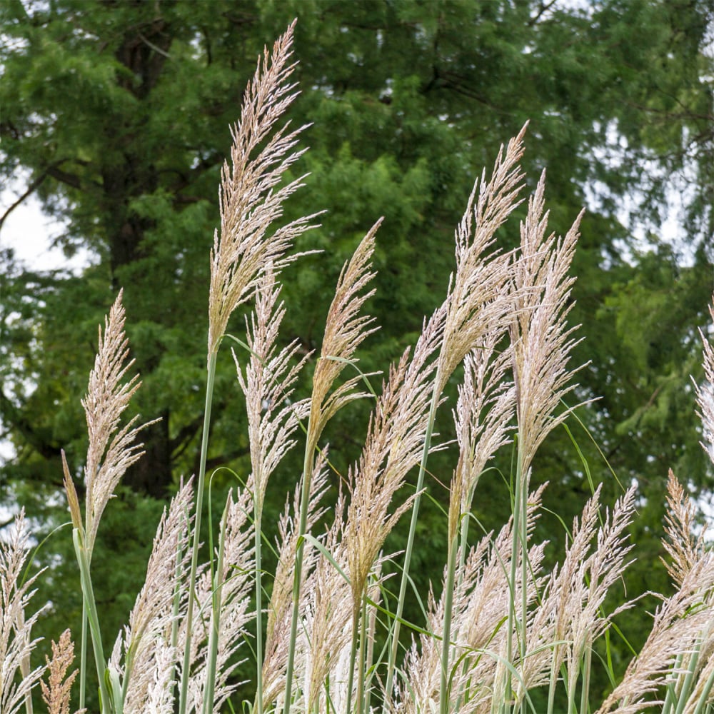 Spring Hill Nurseries Pink Pampas Grass Bare Root Perennial Plant in 1 ...