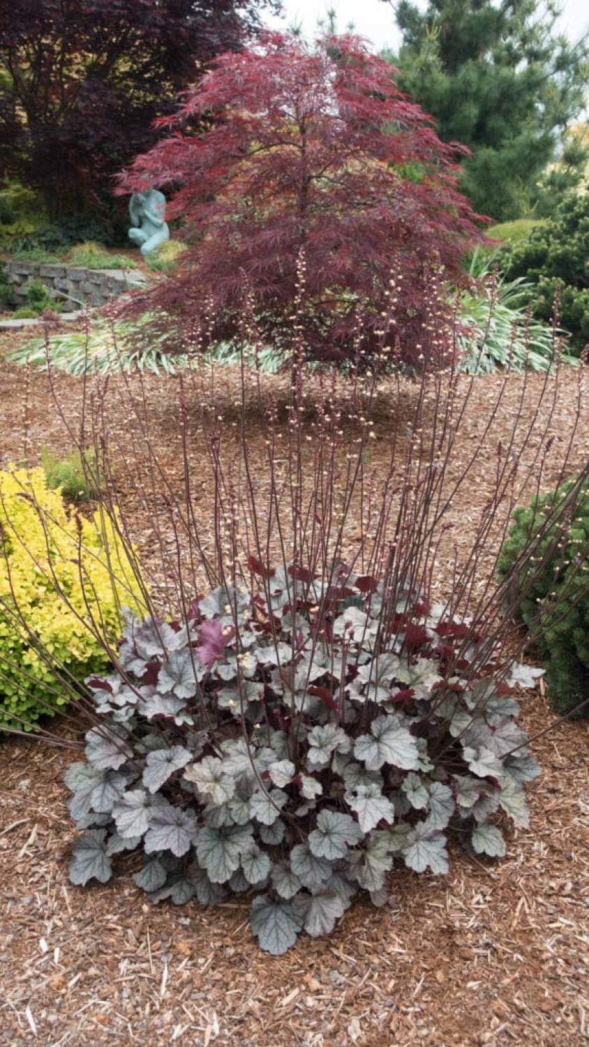 Spring Hill Nurseries 96260 perennials - View #3